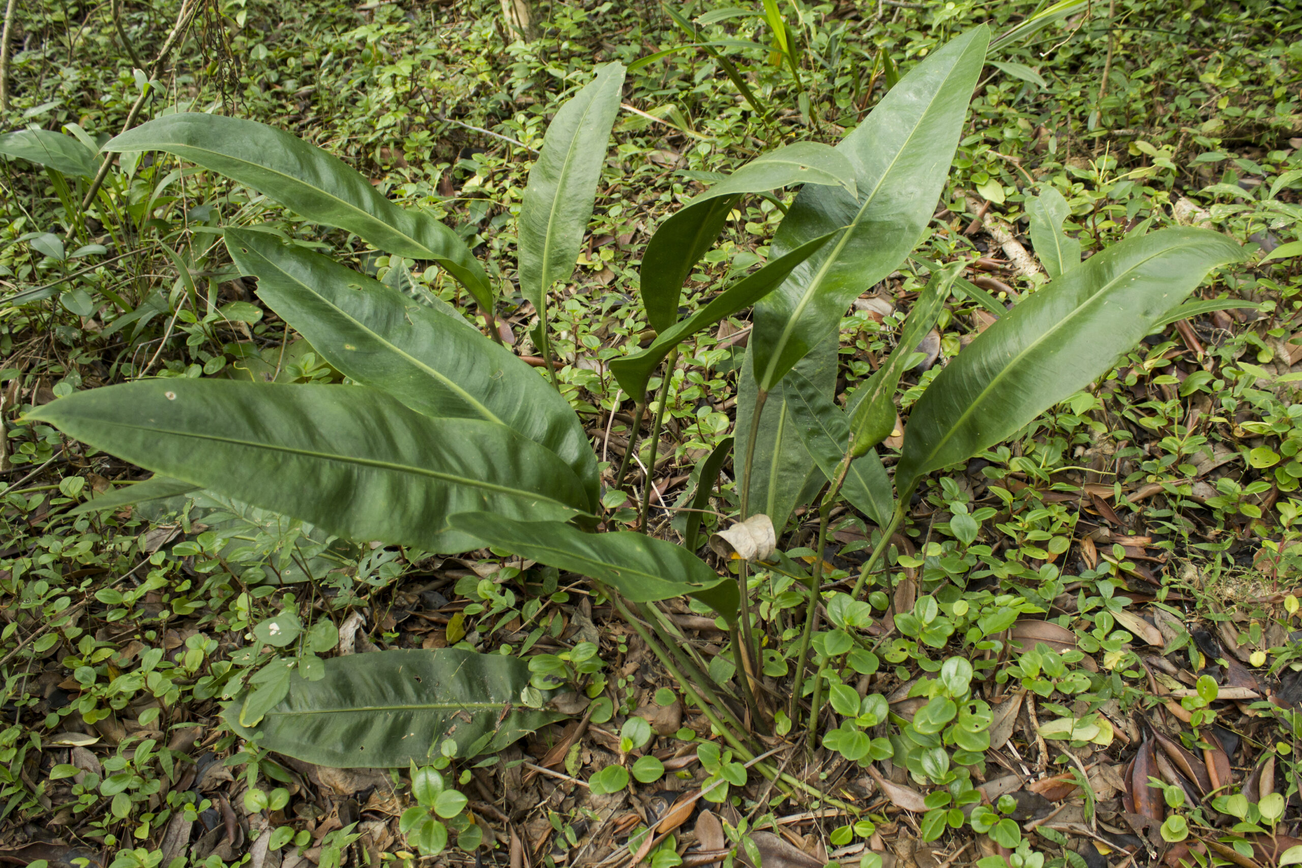 Araceae