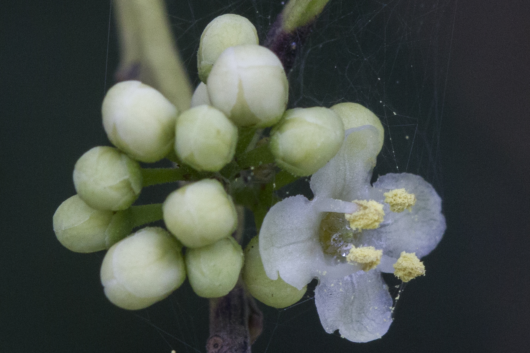 Aquifoliaceae
