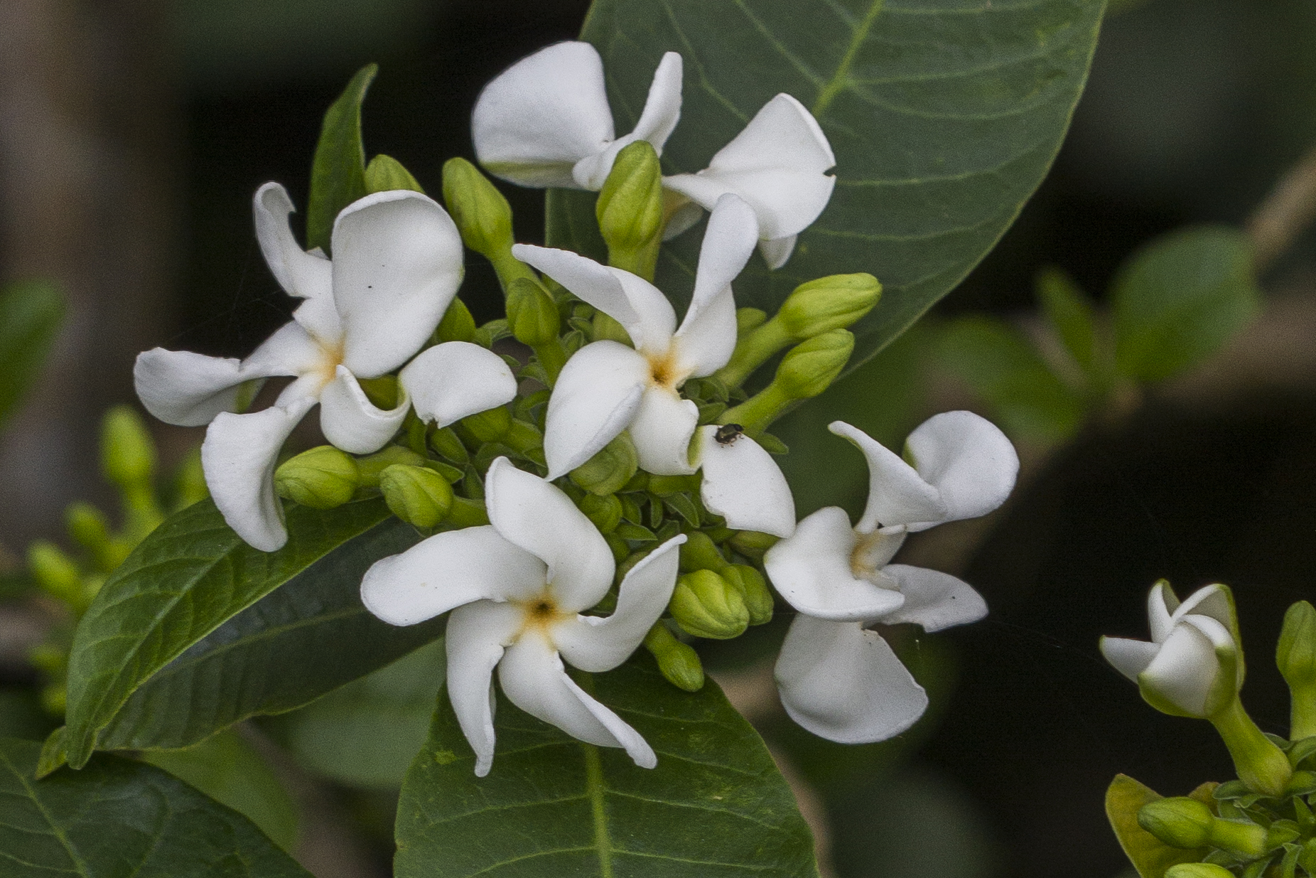Apocynaceae