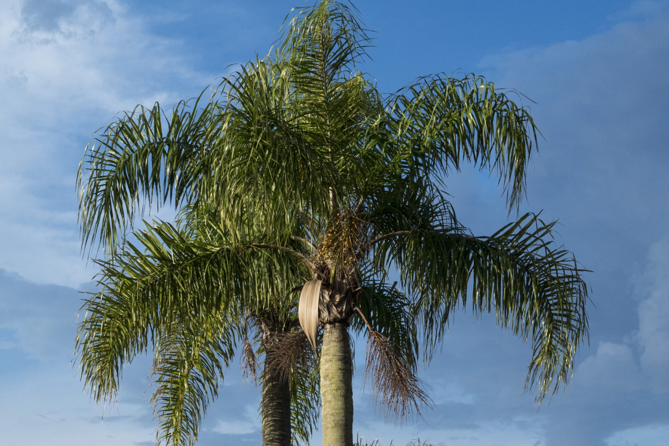 Arecaceae