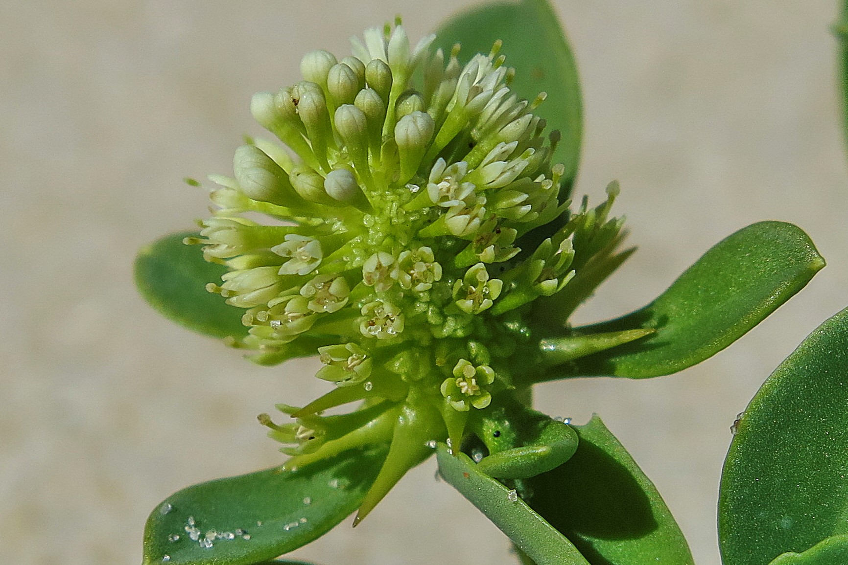 Calyceraceae