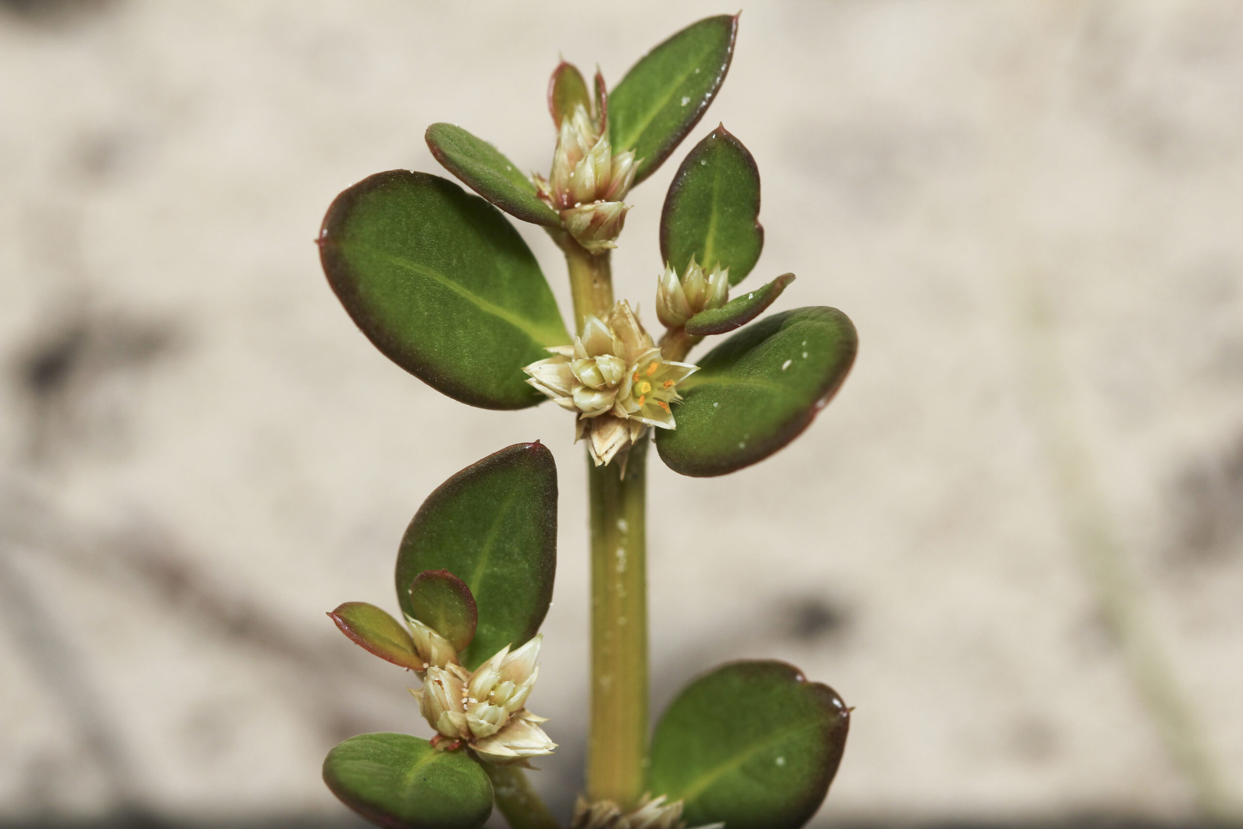 Amaranthaceae