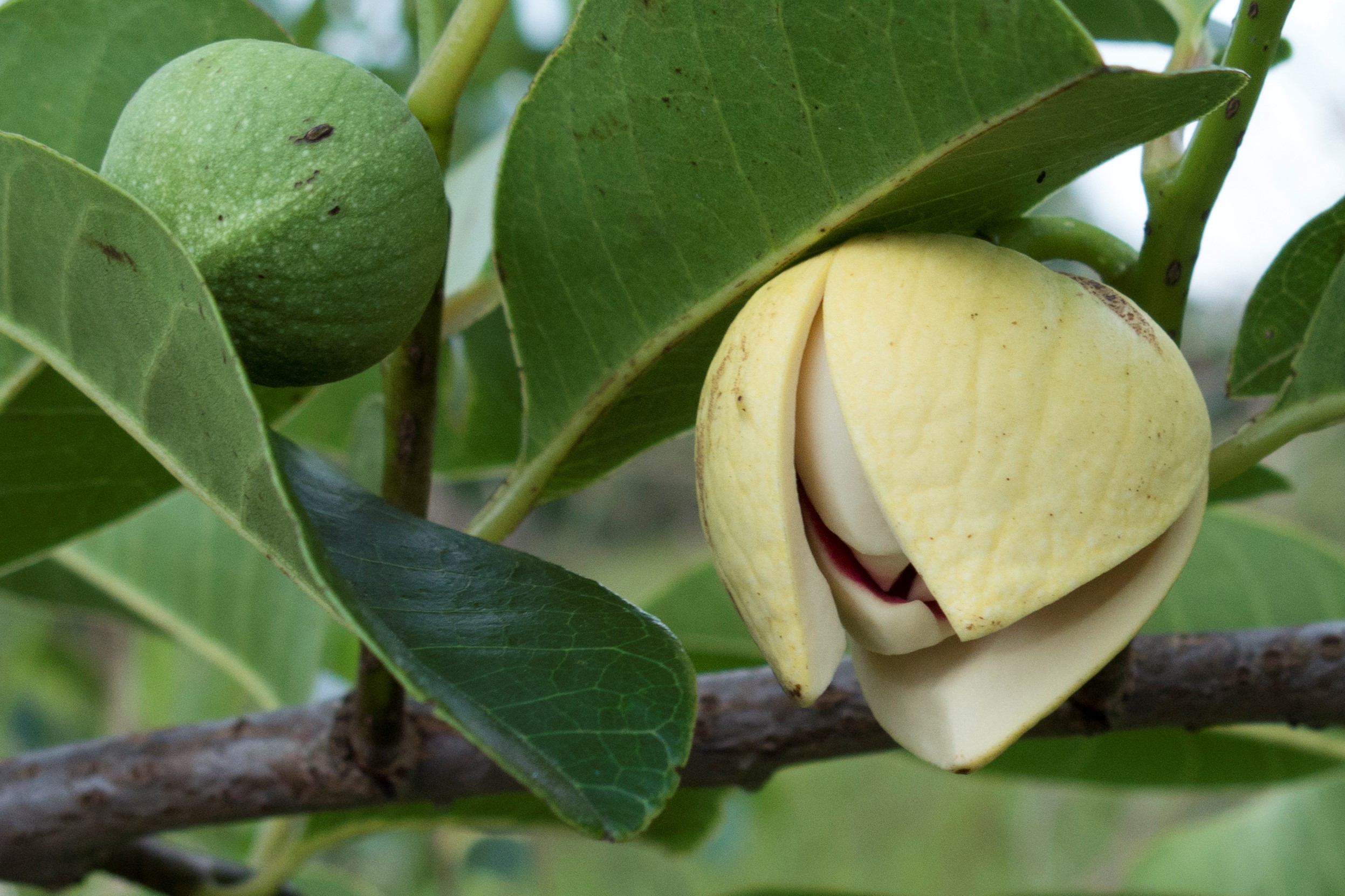 Annonaceae