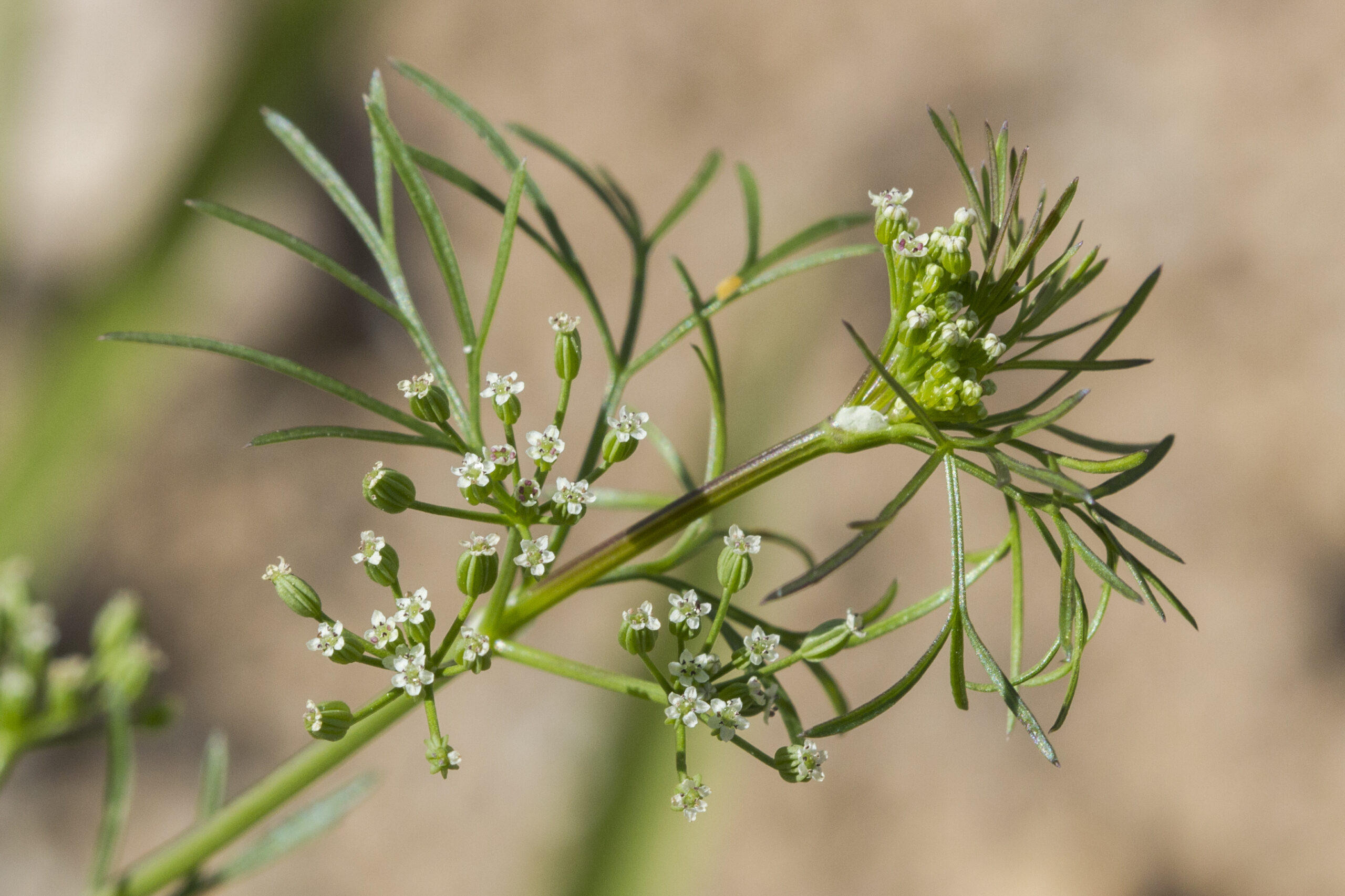 Apiaceae