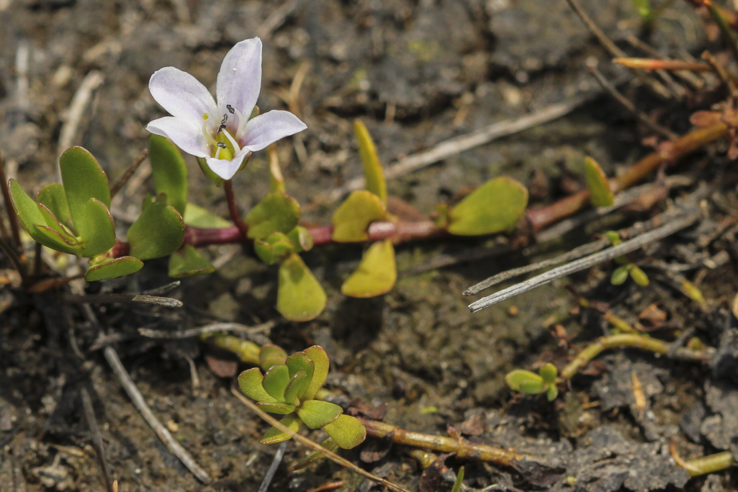 Plantaginaceae