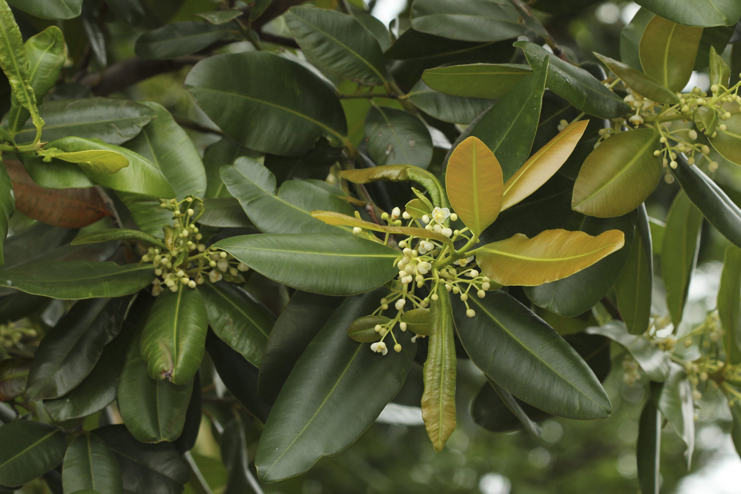 Calophyllaceae