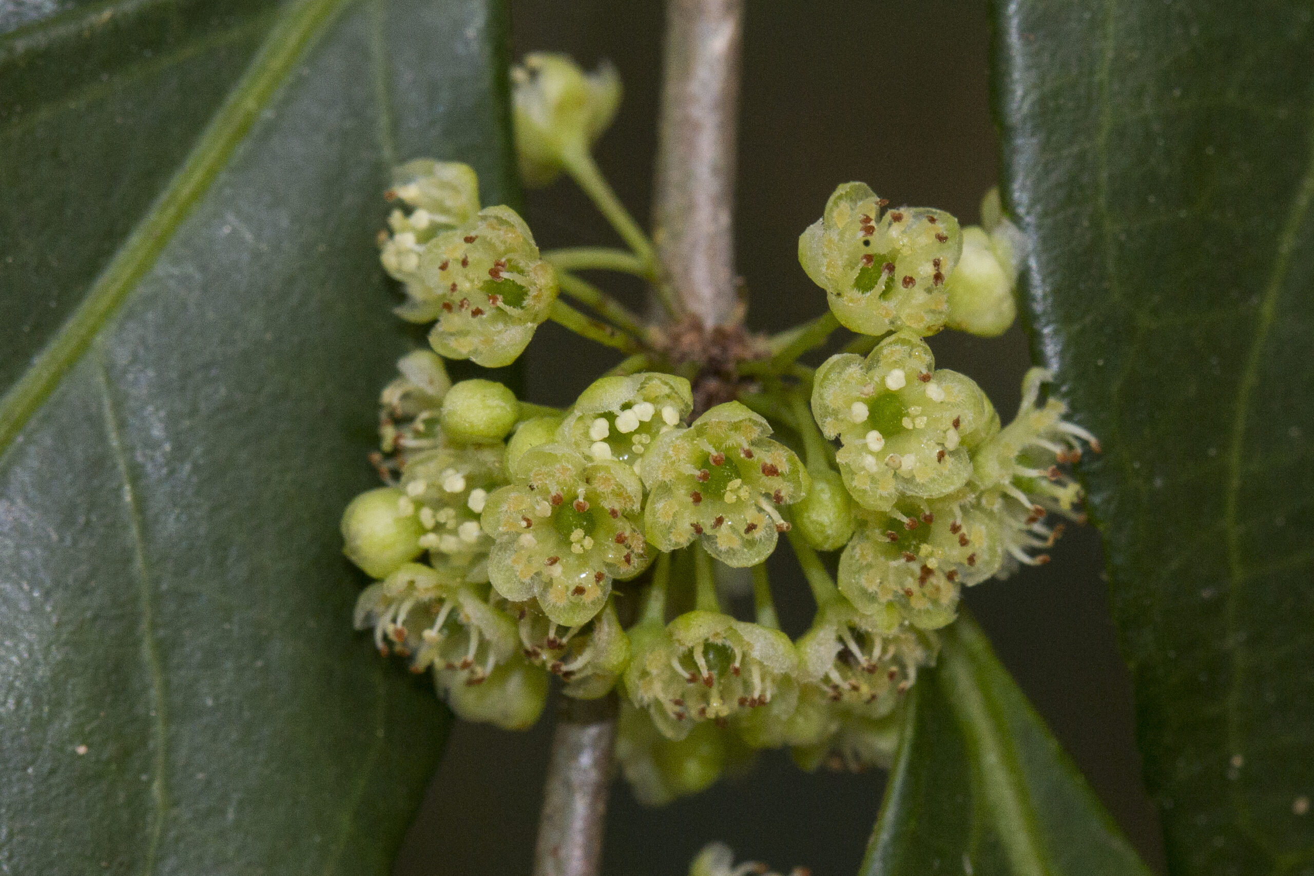 Salicaceae