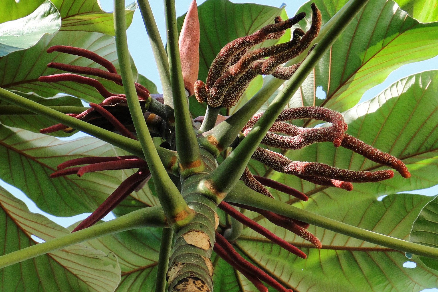 Urticaceae