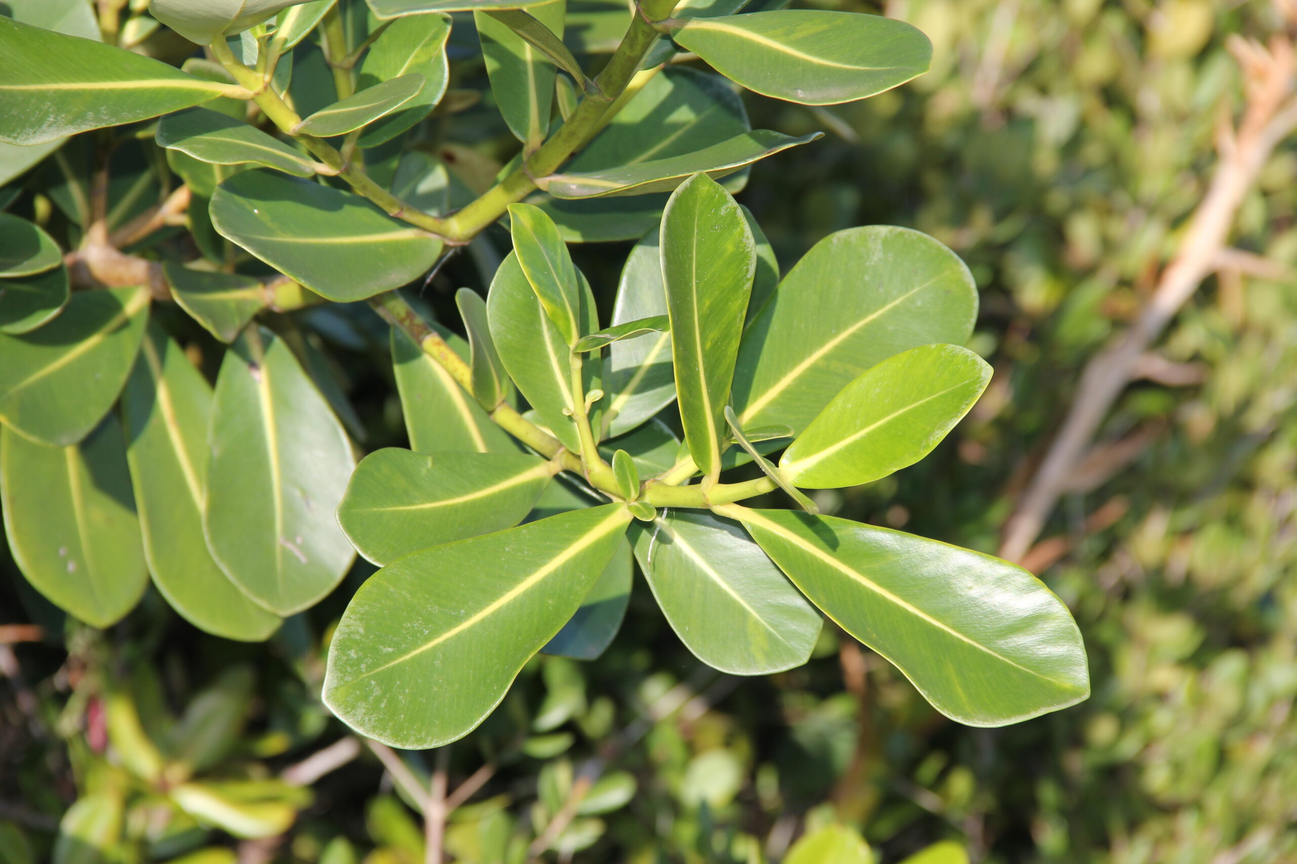 Clusiaceae