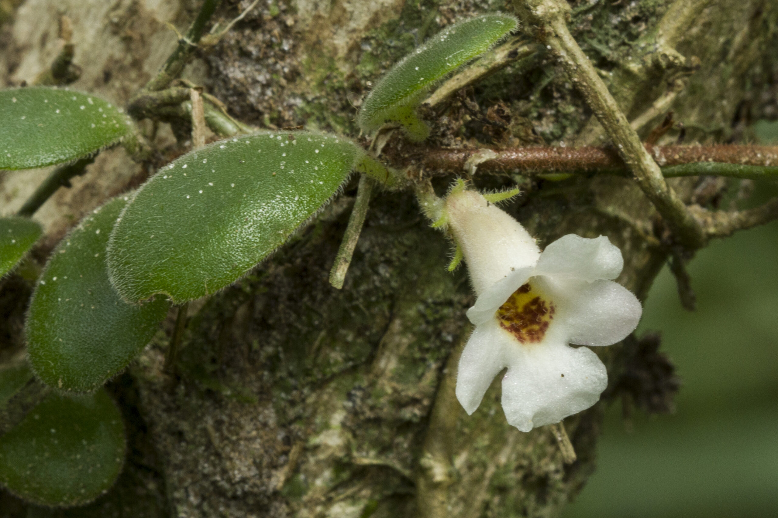 Gesneriaceae