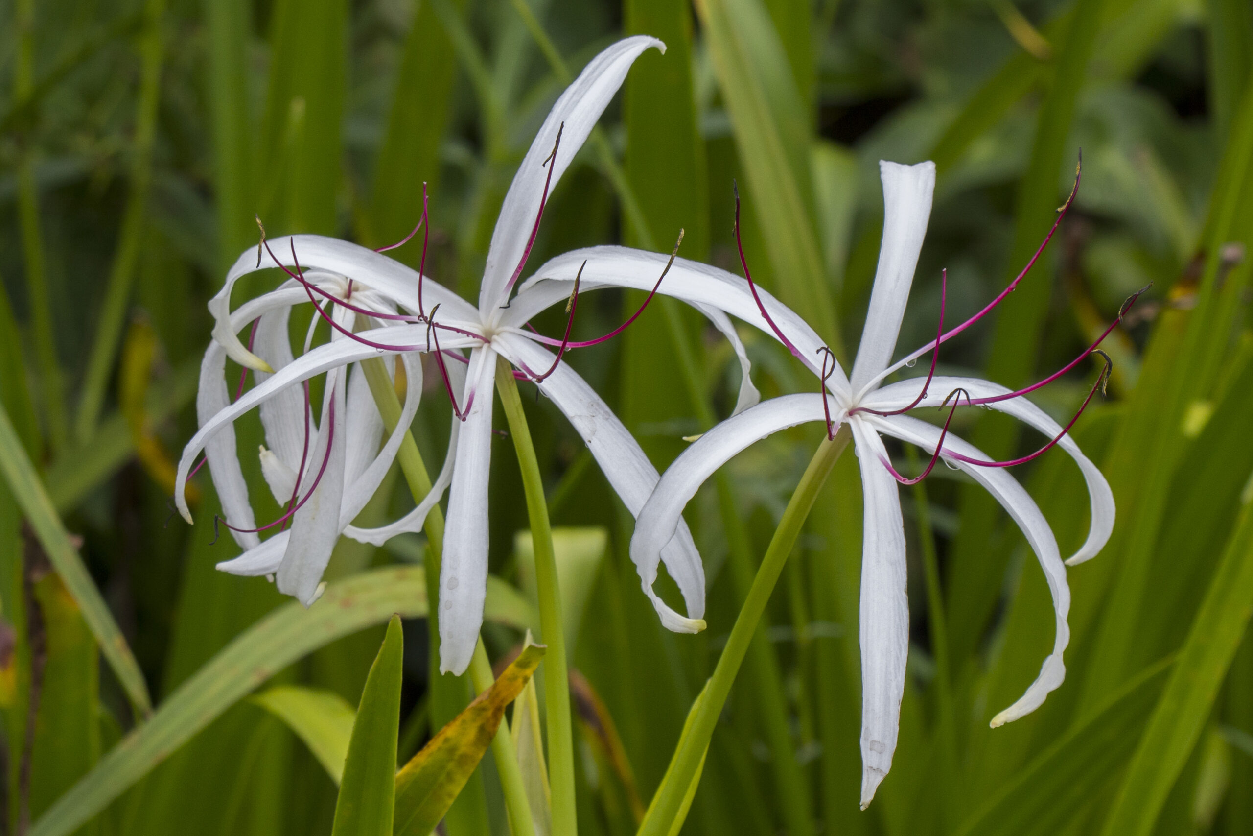 Amaryllidaceae