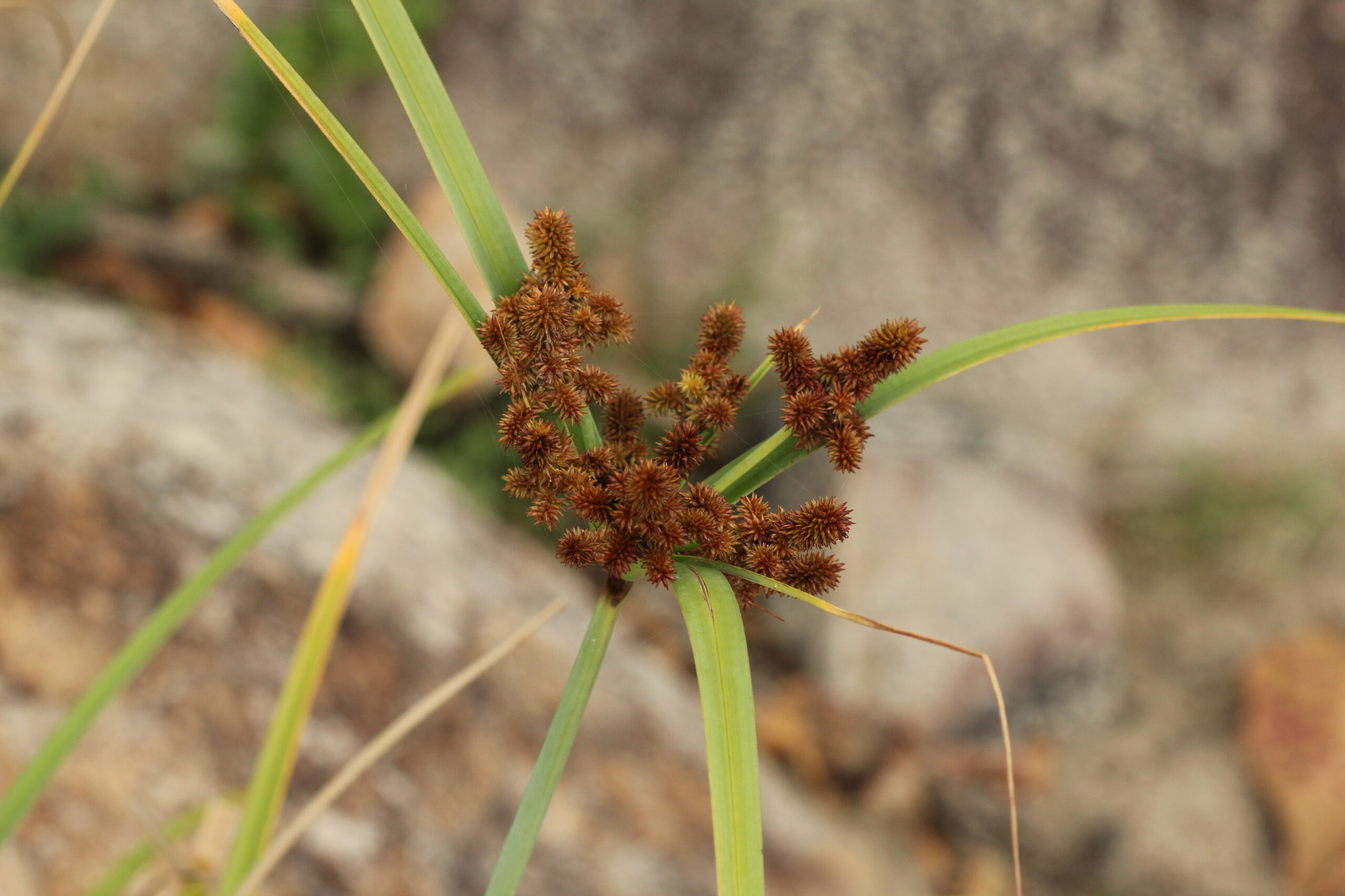 Cyperaceae