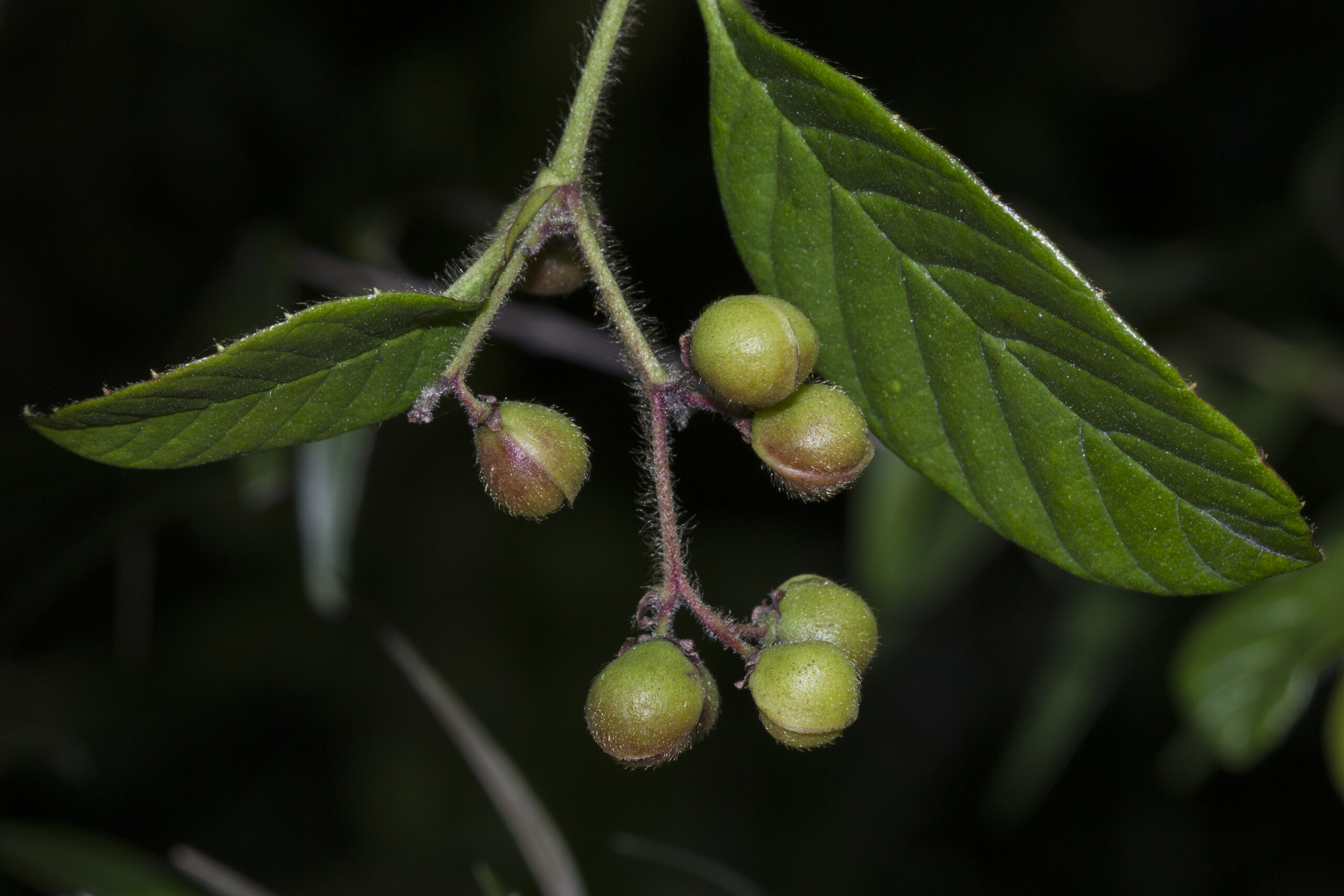 Dilleniaceae