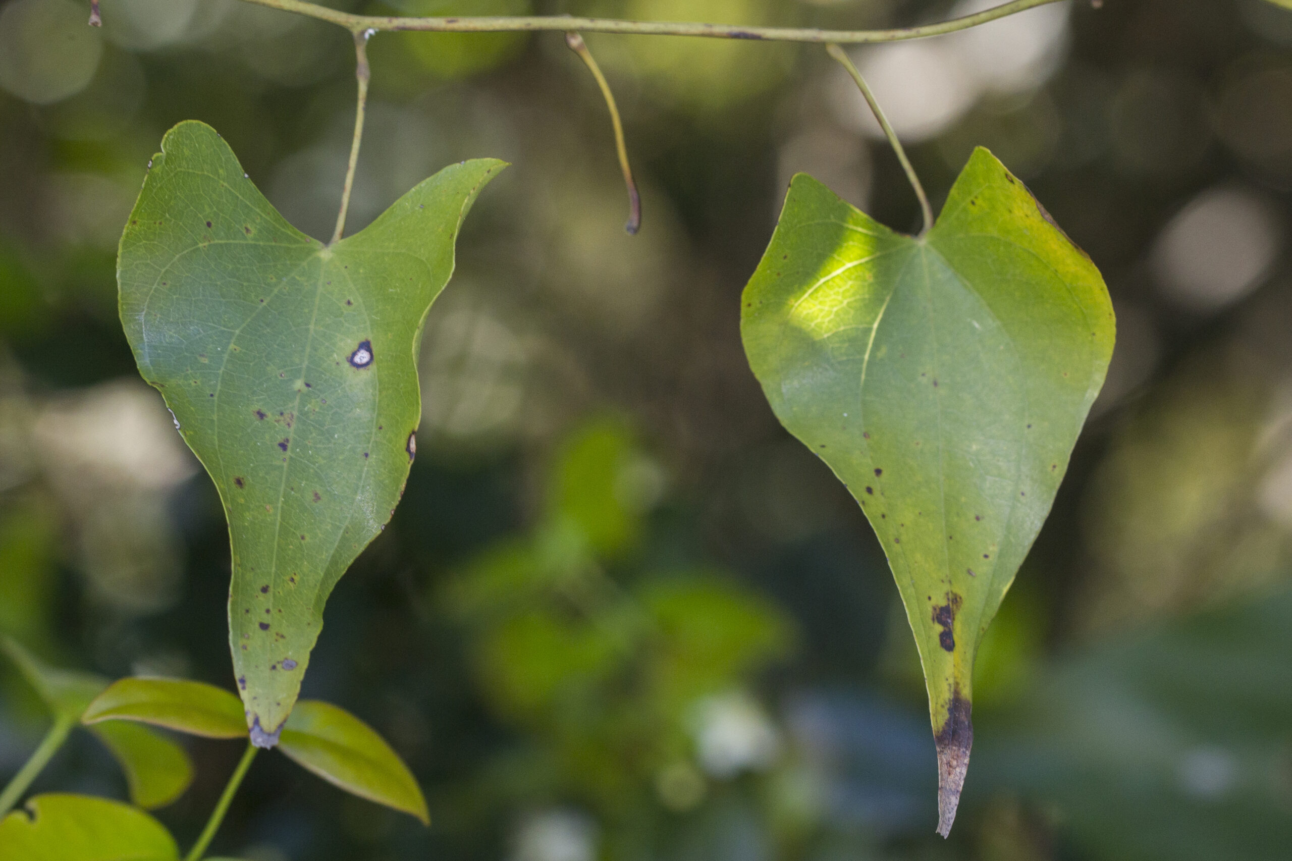 Dioscoreaceae