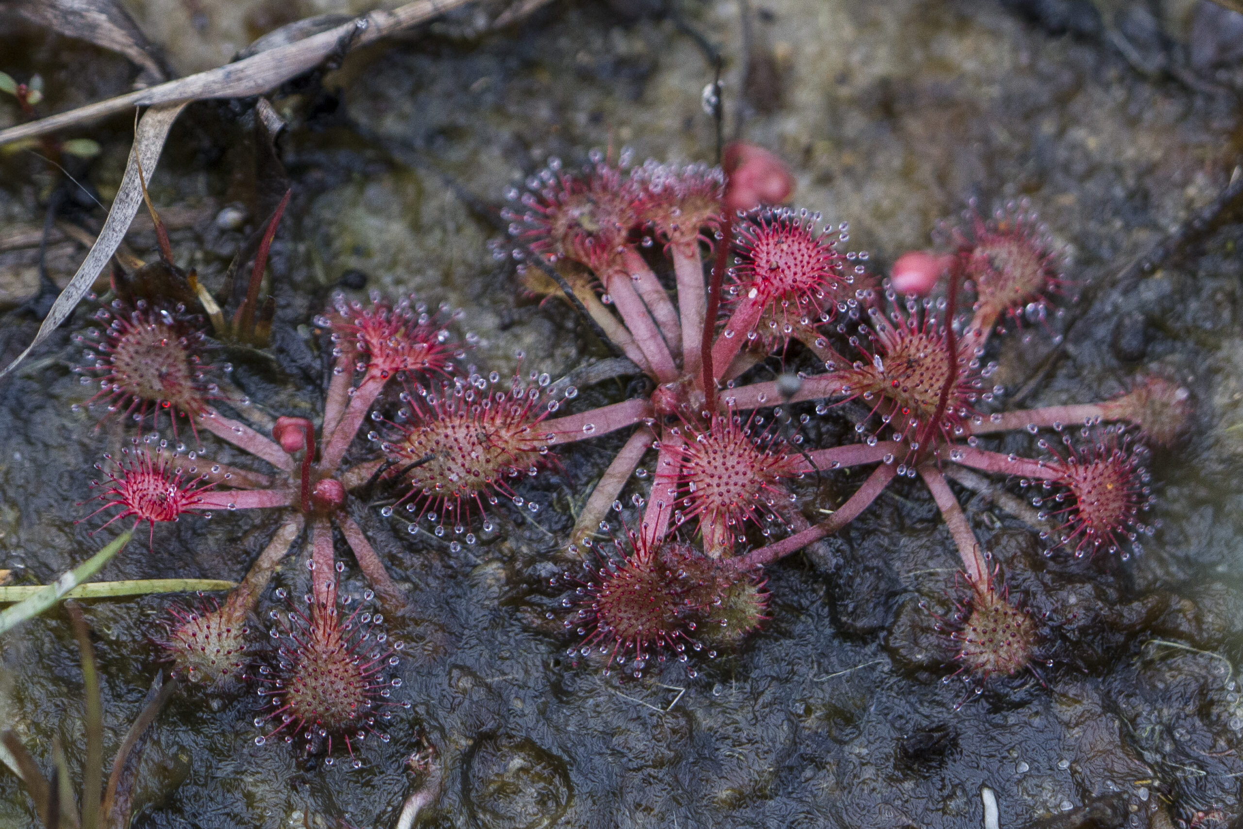 Droseraceae