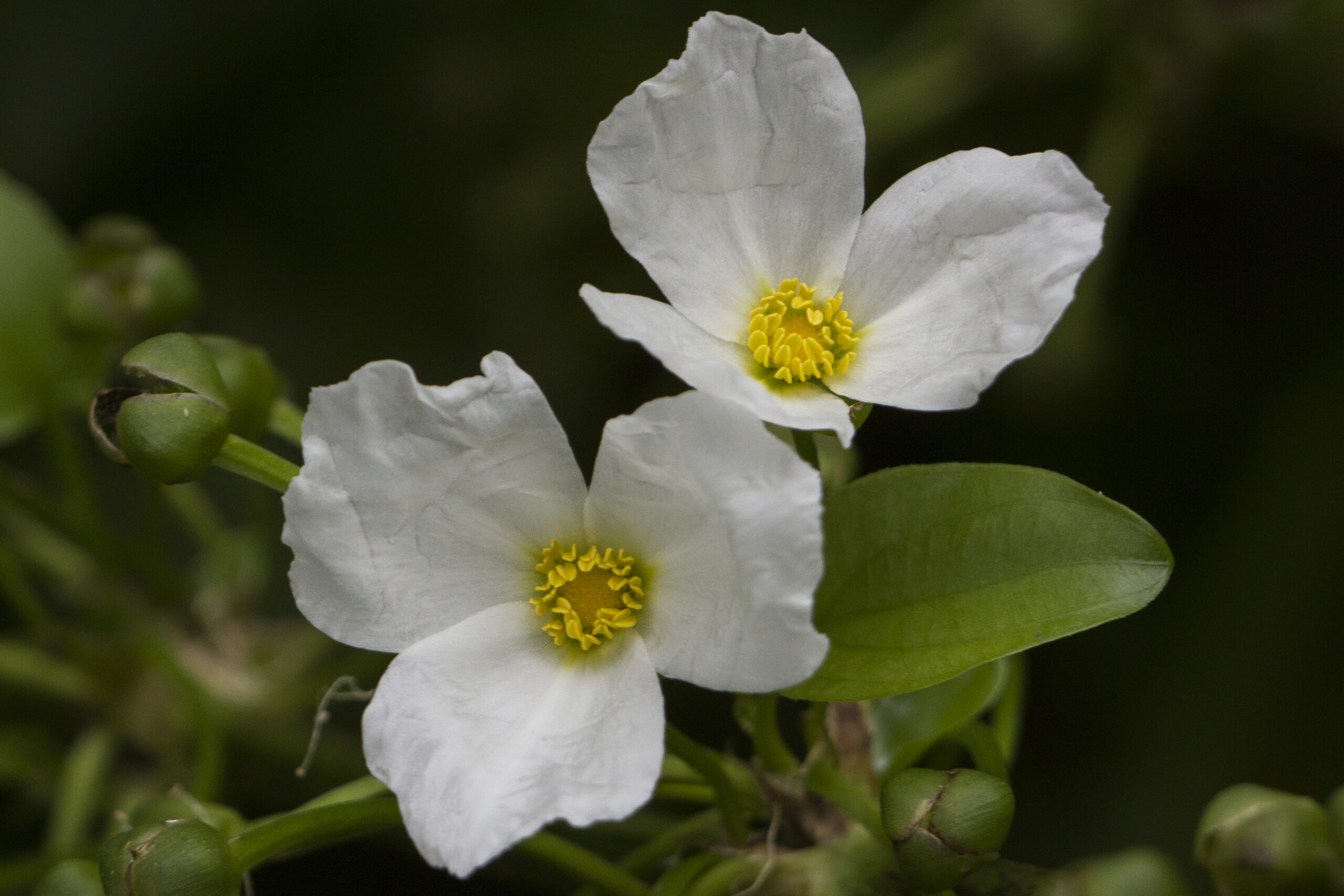 Alismataceae