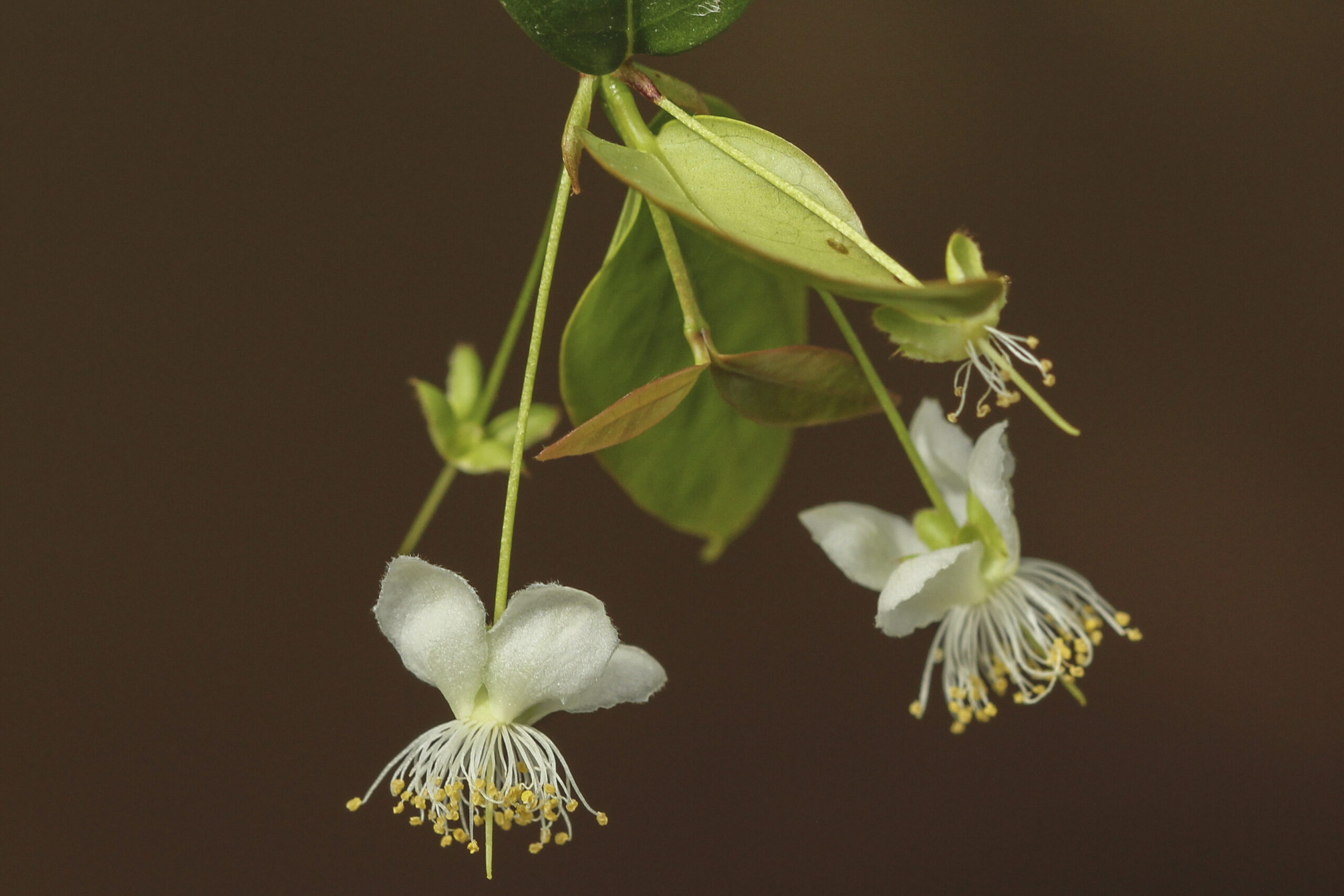 Myrtaceae
