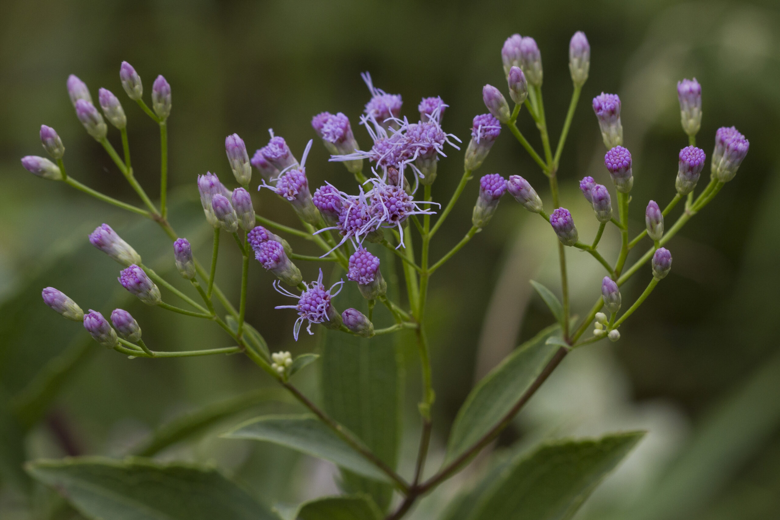 Asteraceae