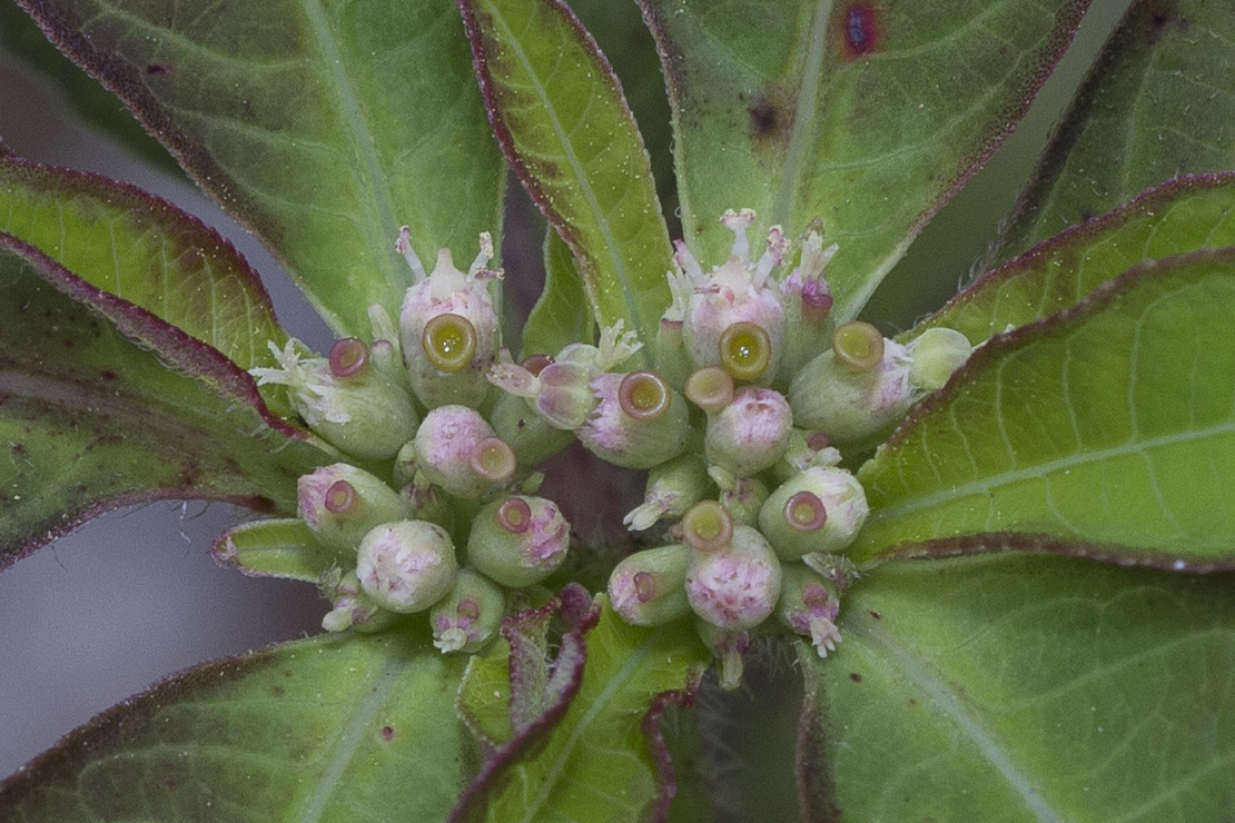 Euphorbiaceae