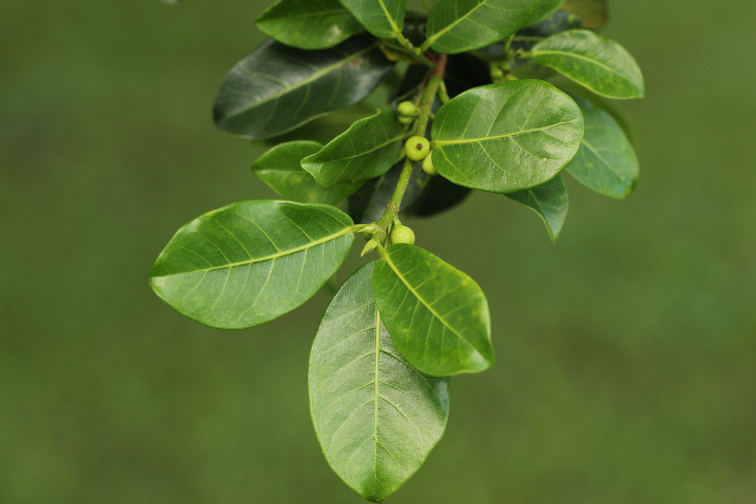 Moraceae
