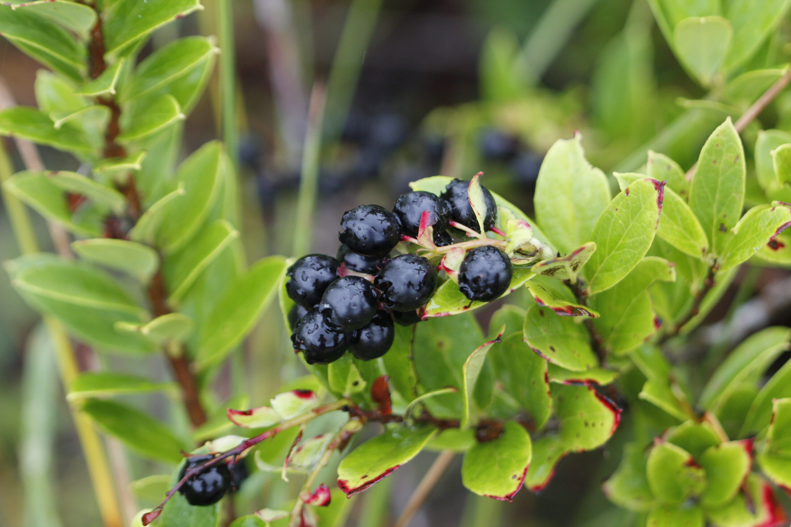 Ericaceae
