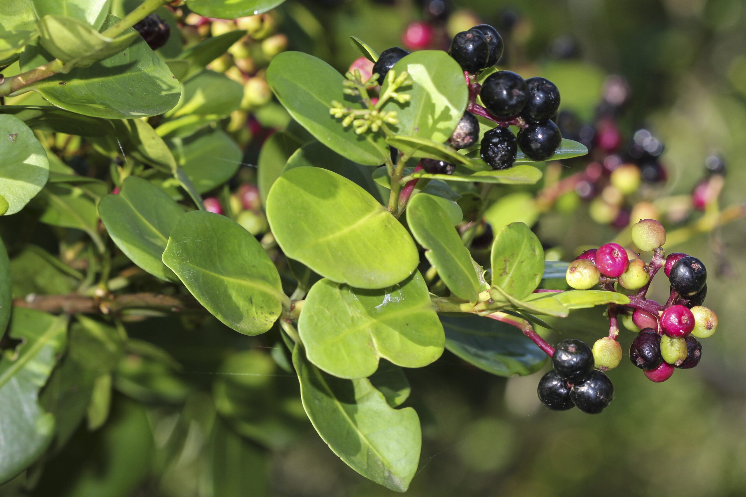Nyctaginaceae