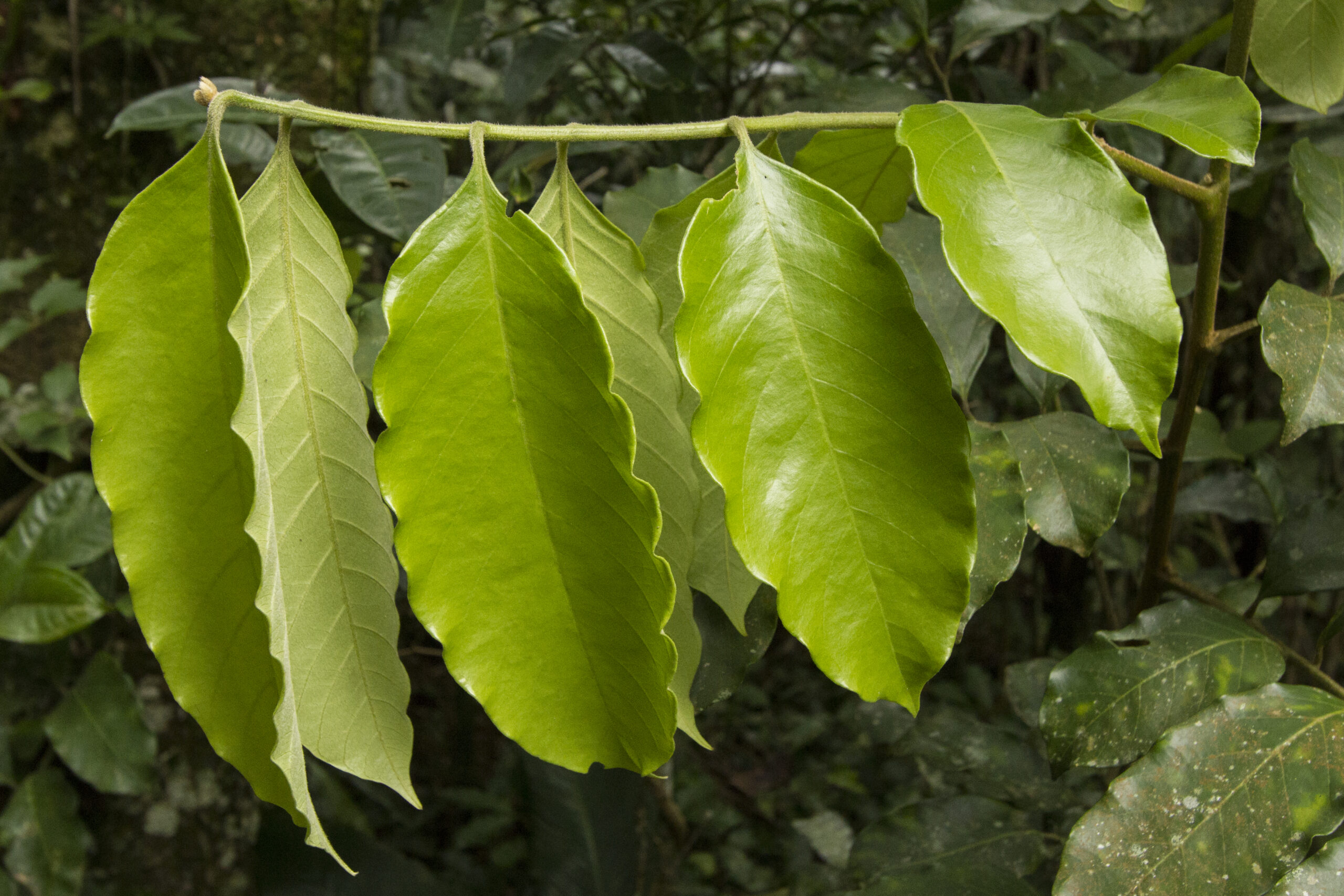 Meliaceae