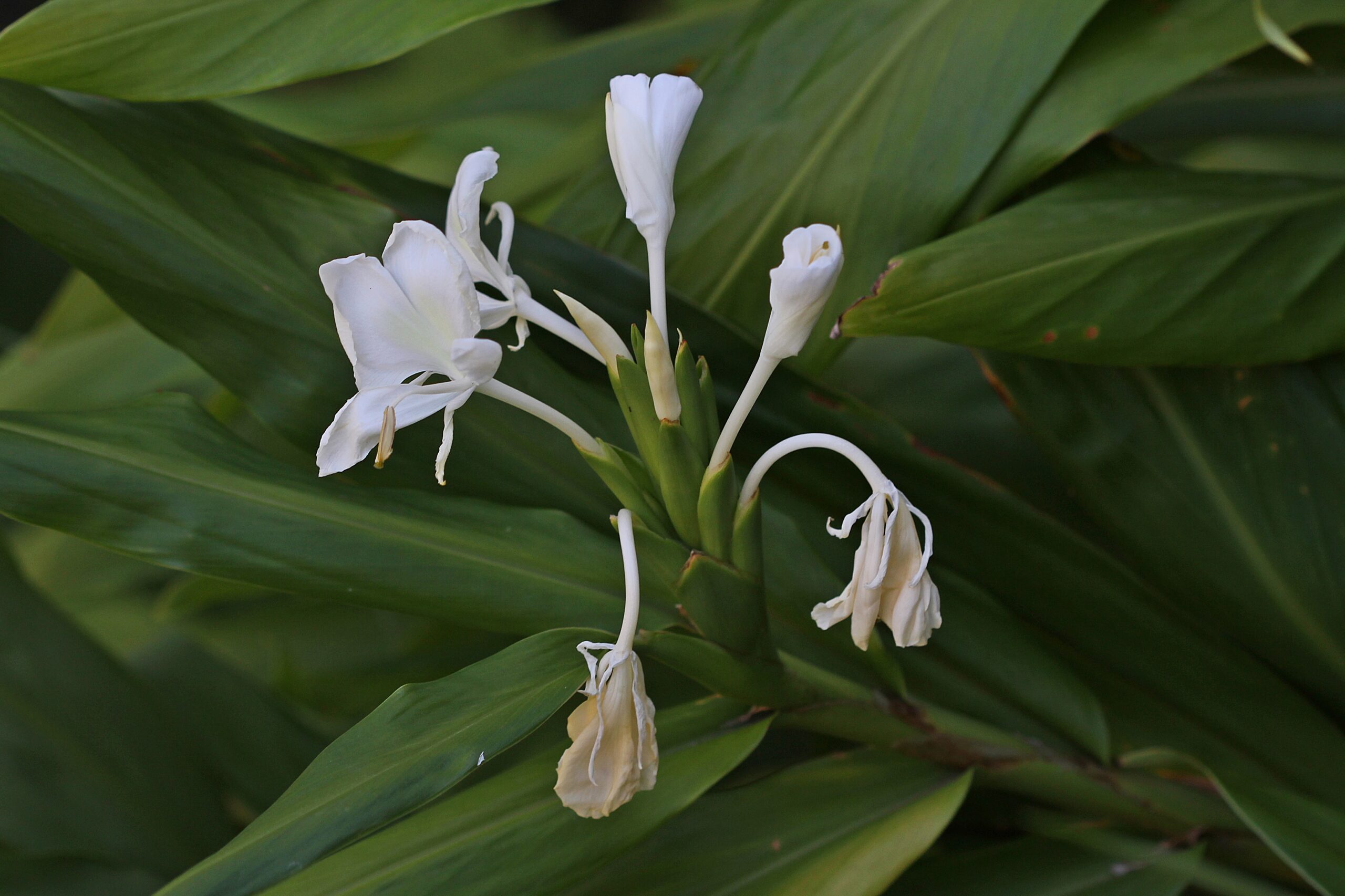 Zingiberaceae