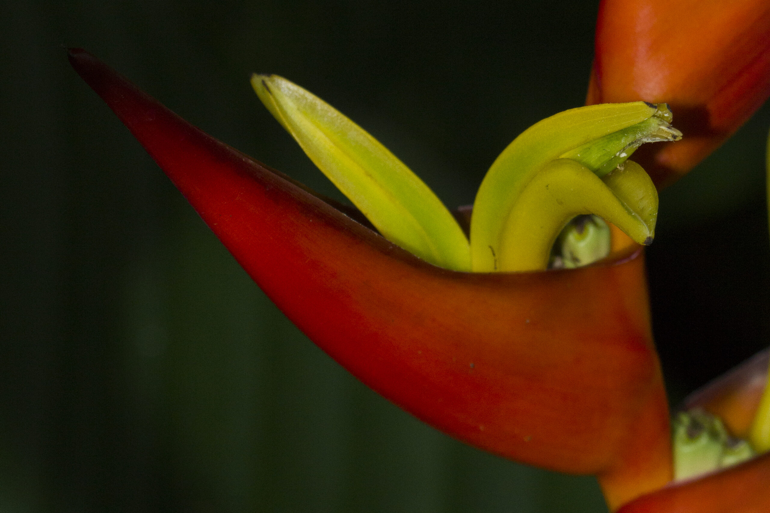 Heliconiaceae
