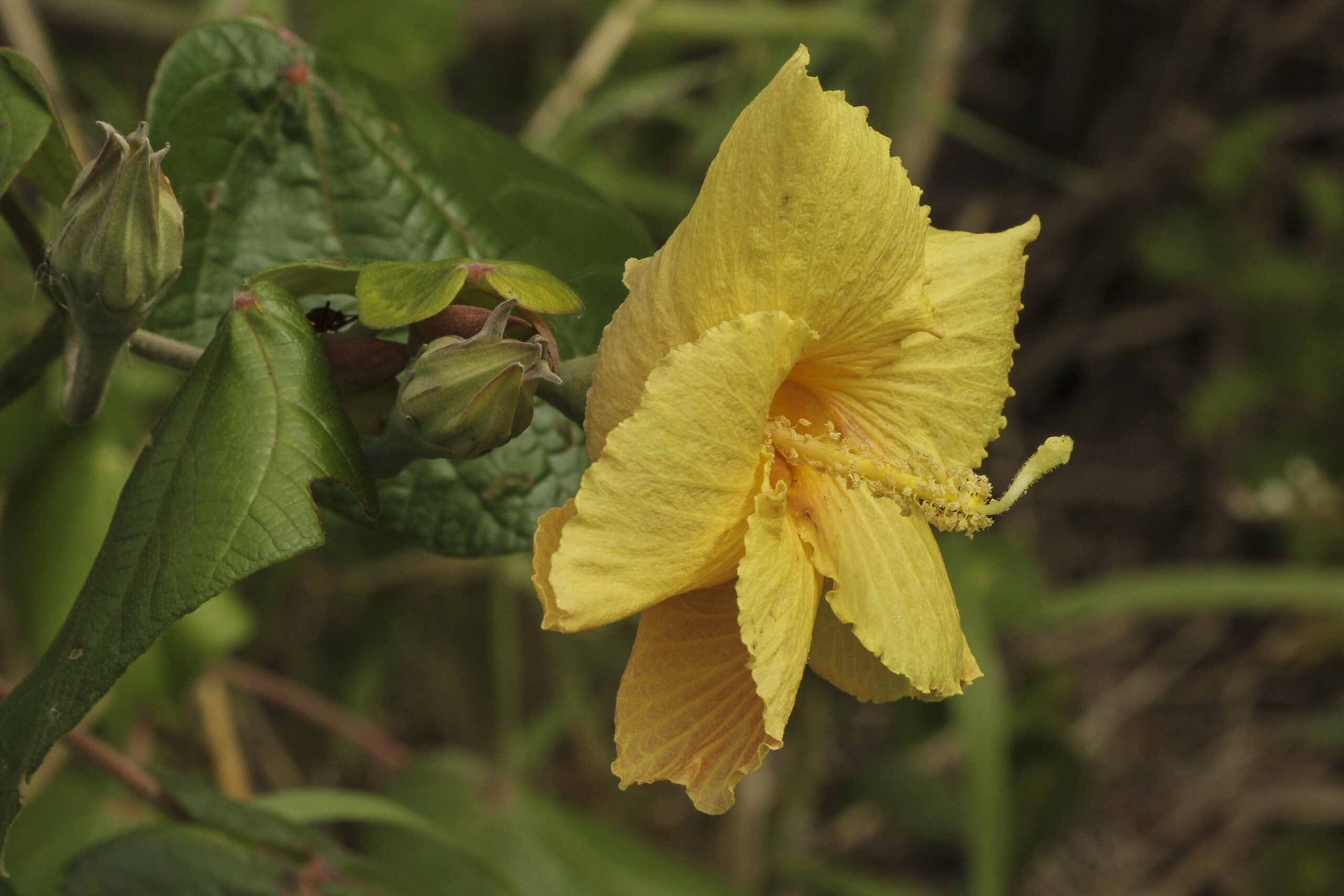 Malvaceae