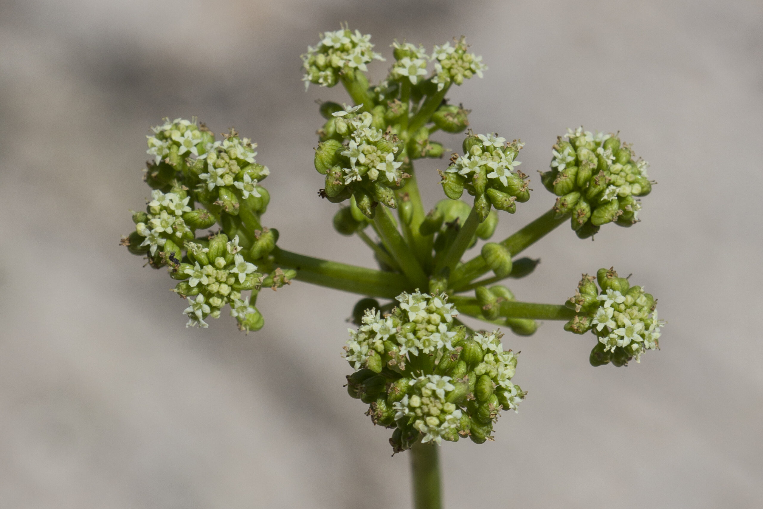 Araliaceae