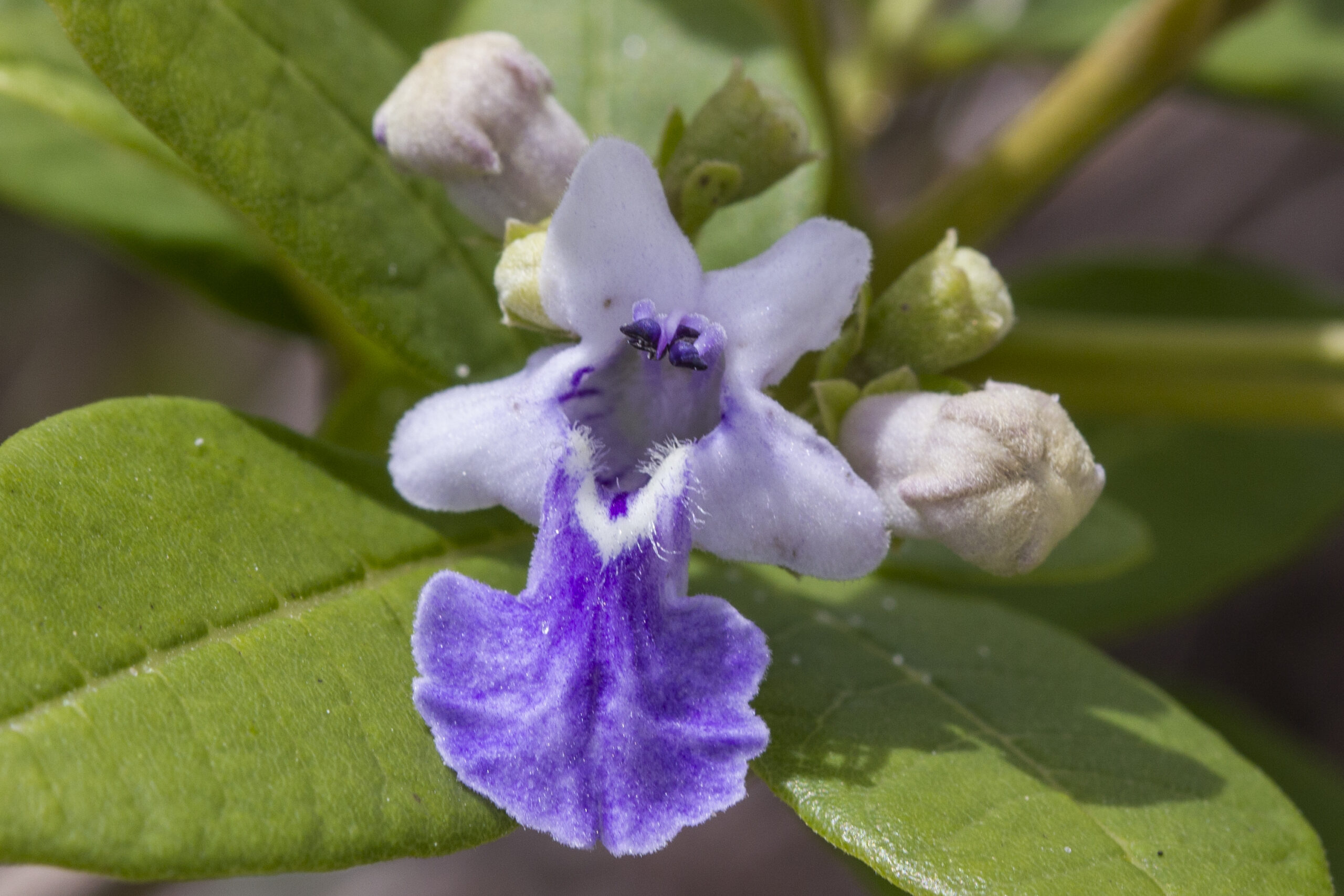 Lamiaceae