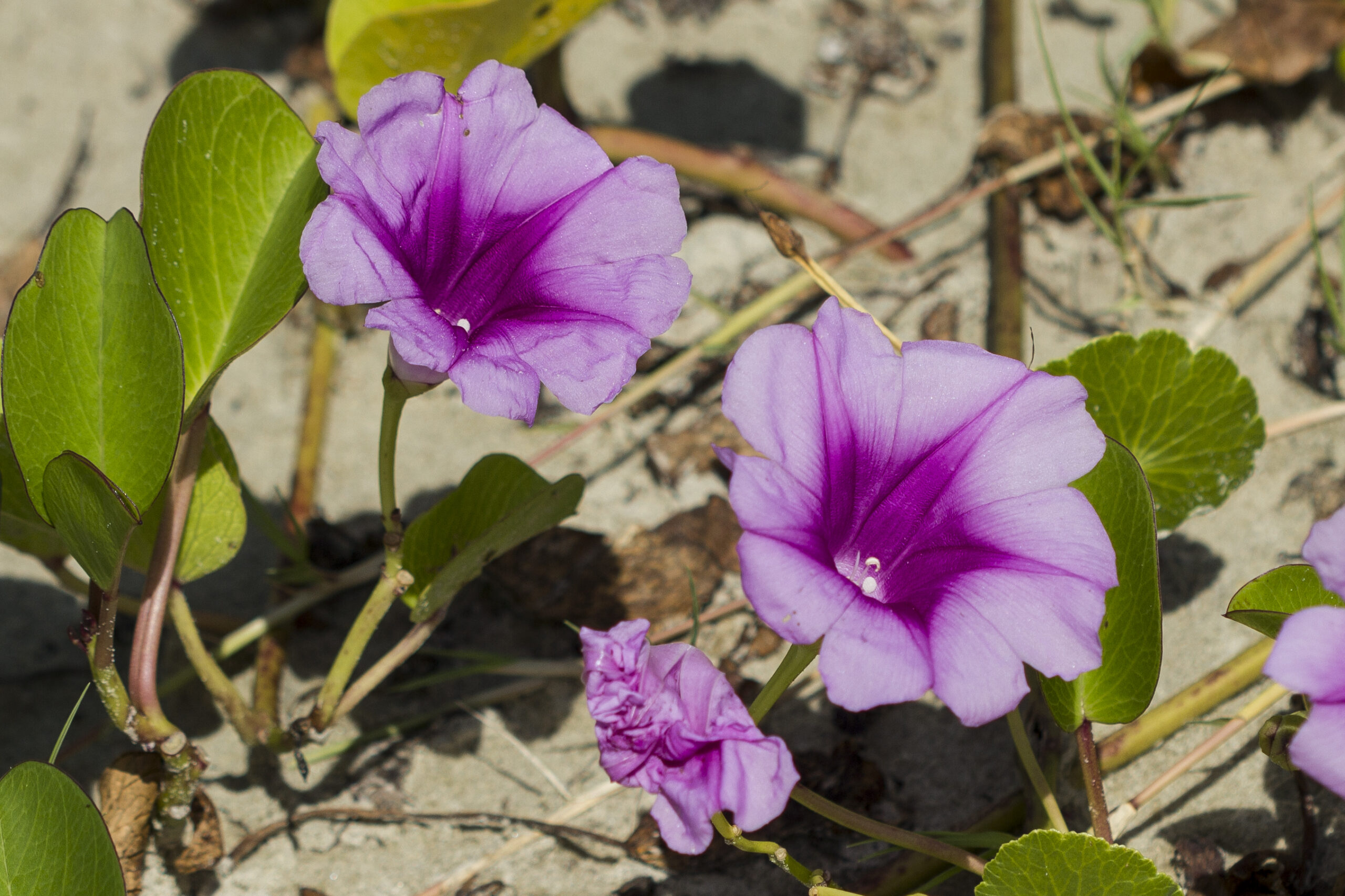 Convolvulaceae