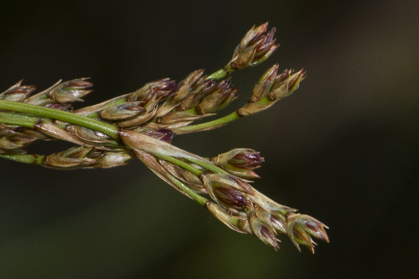 Juncaceae