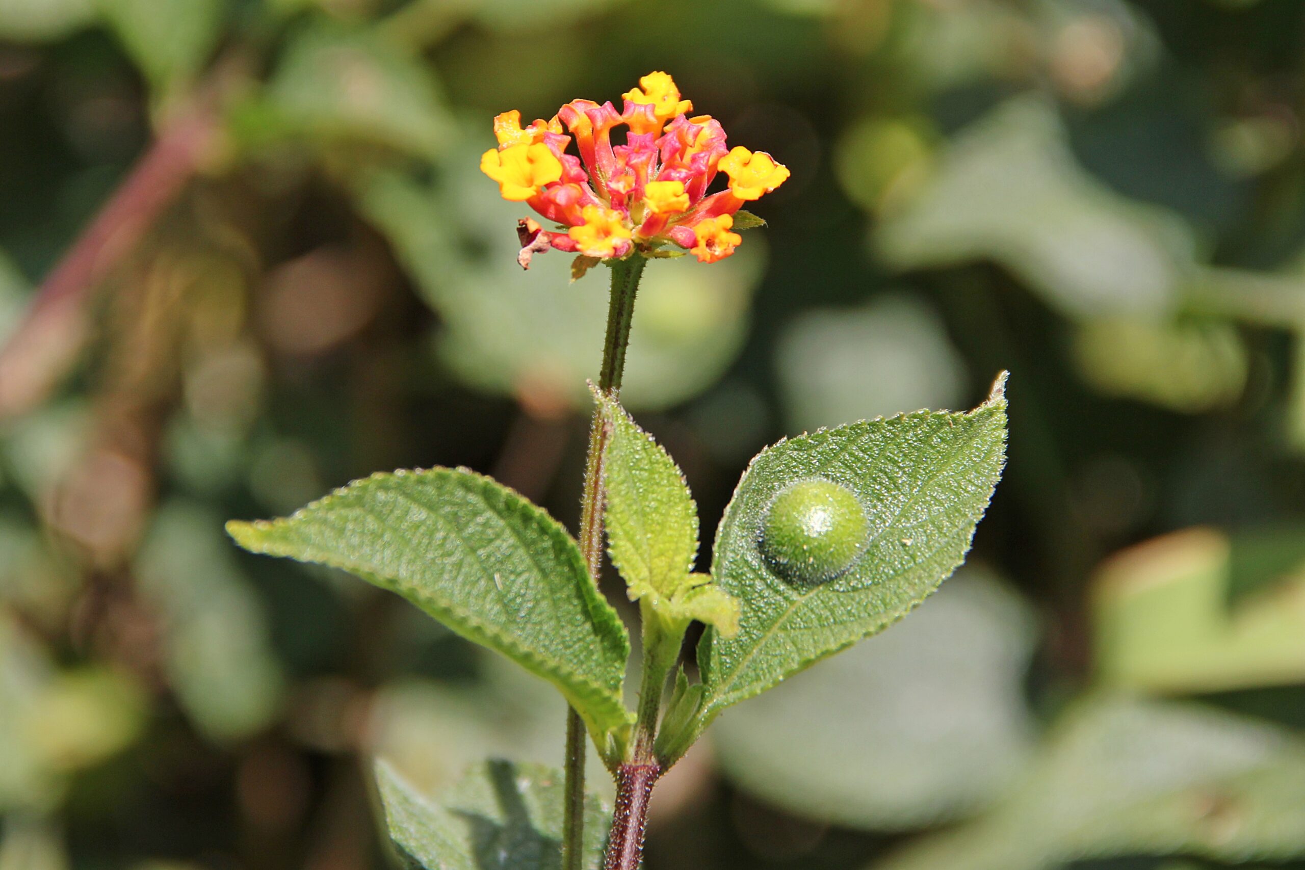 Verbenaceae