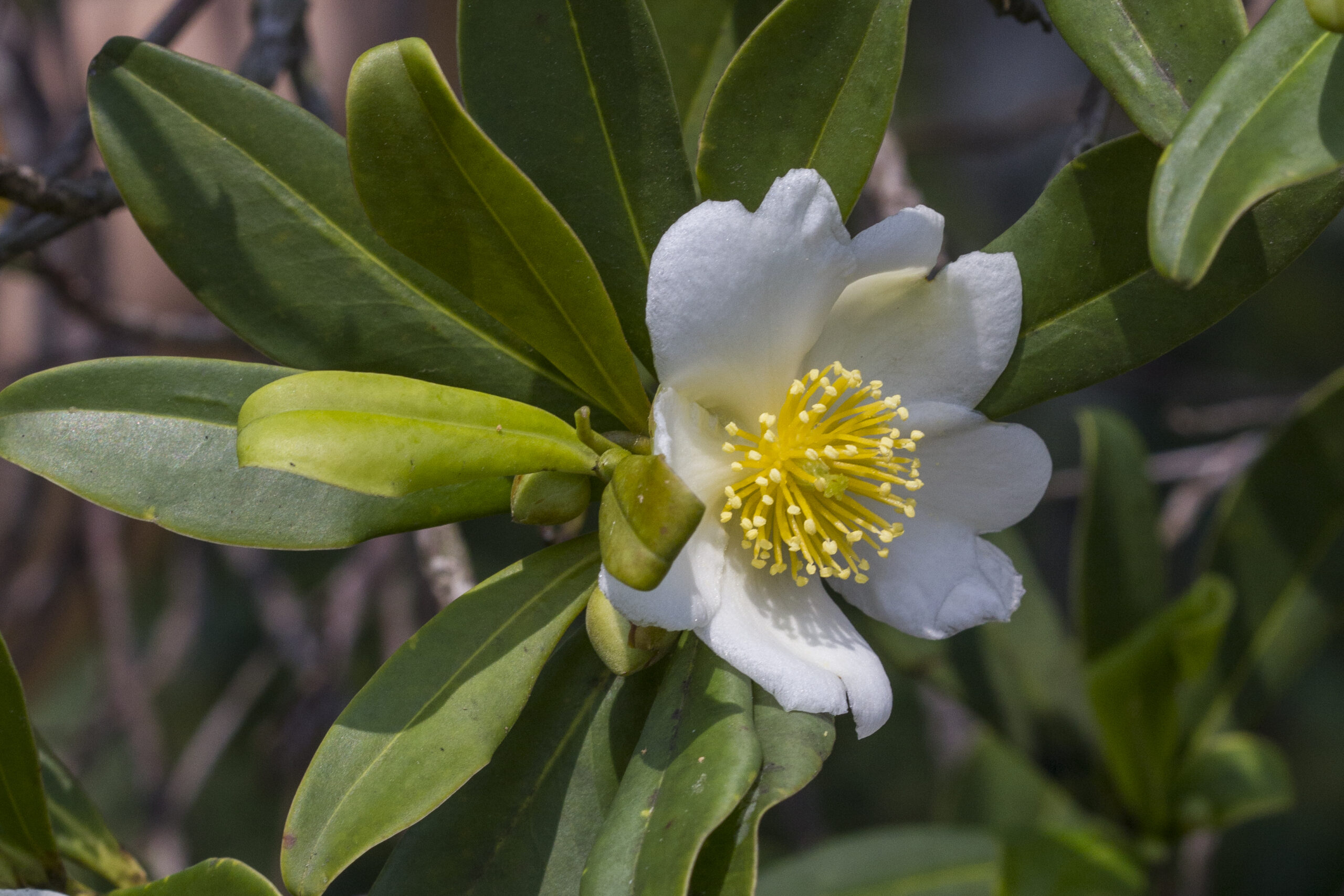 Theaceae