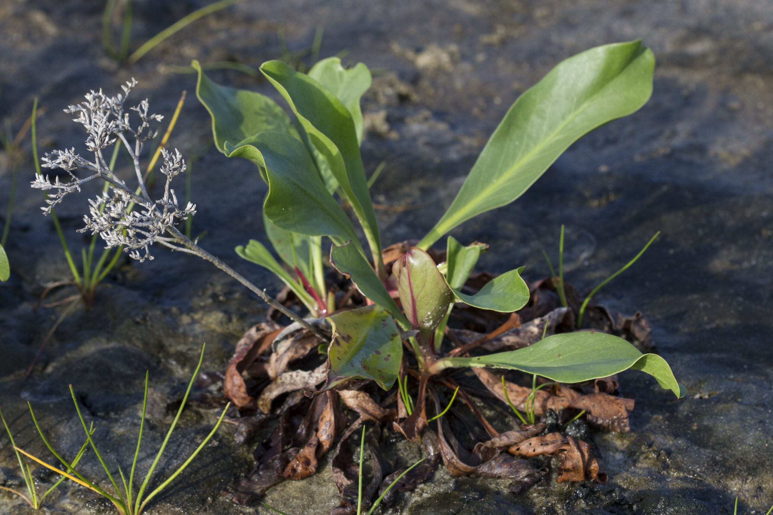 Plumbaginaceae