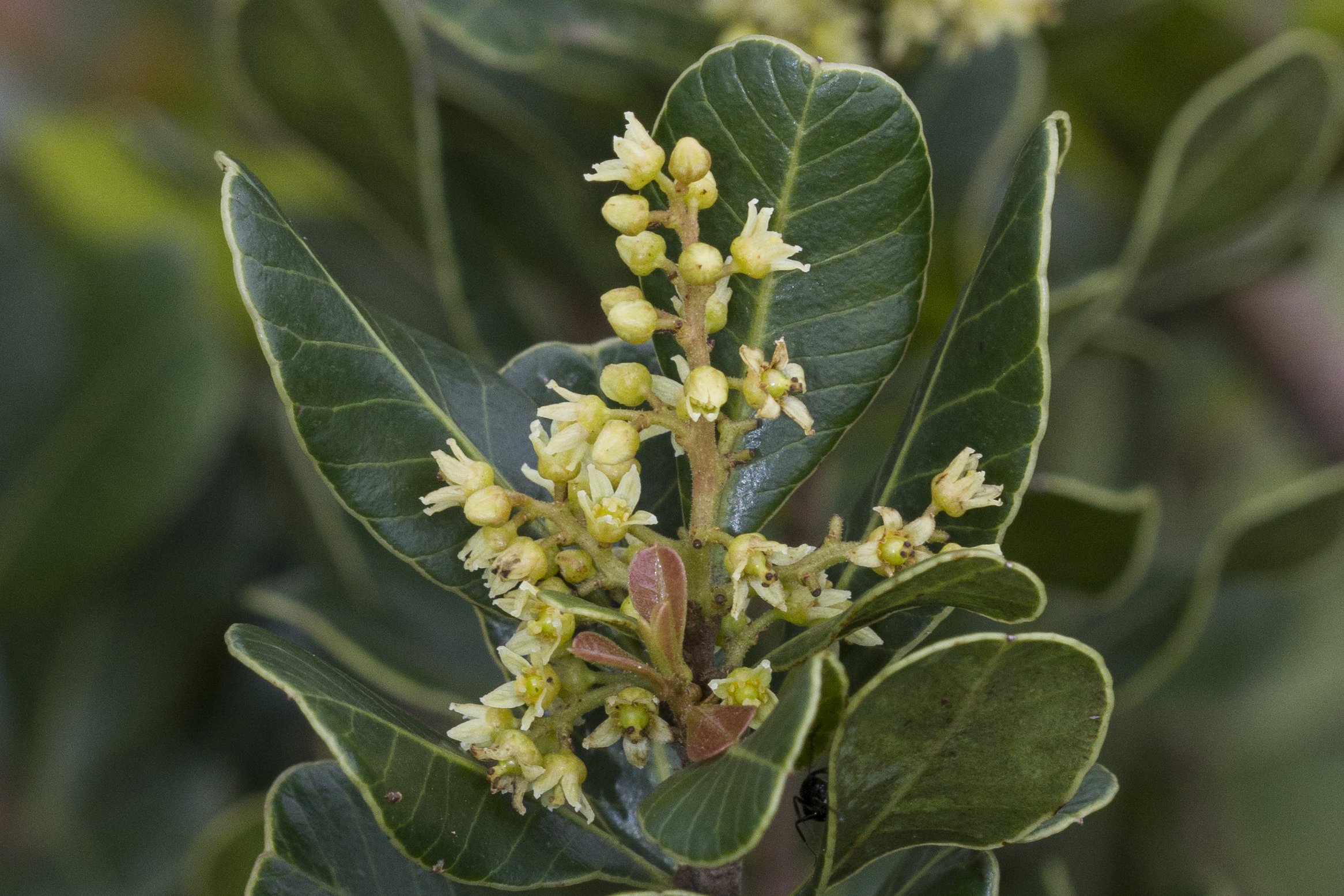 Anacardiaceae