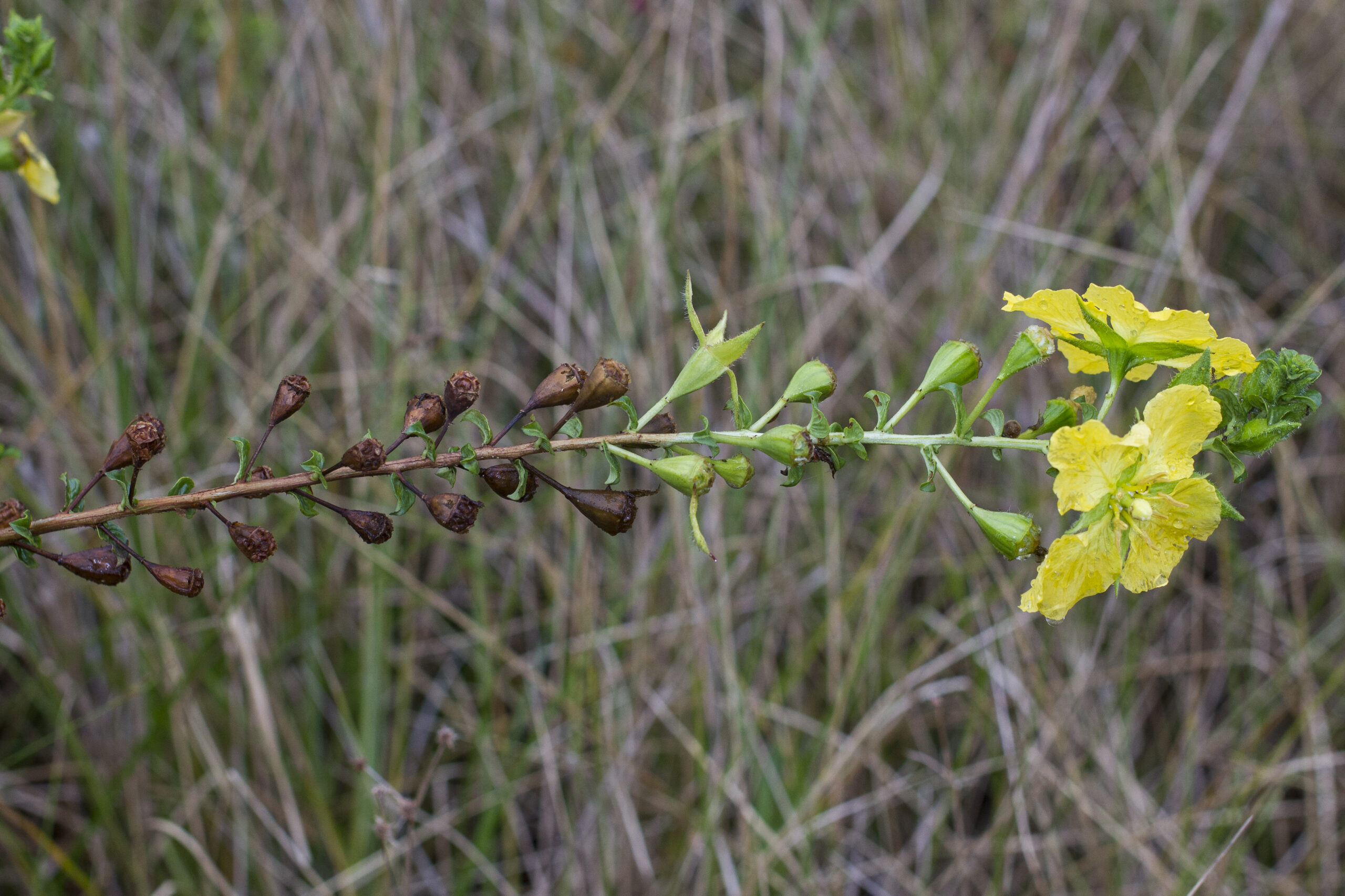Onagraceae