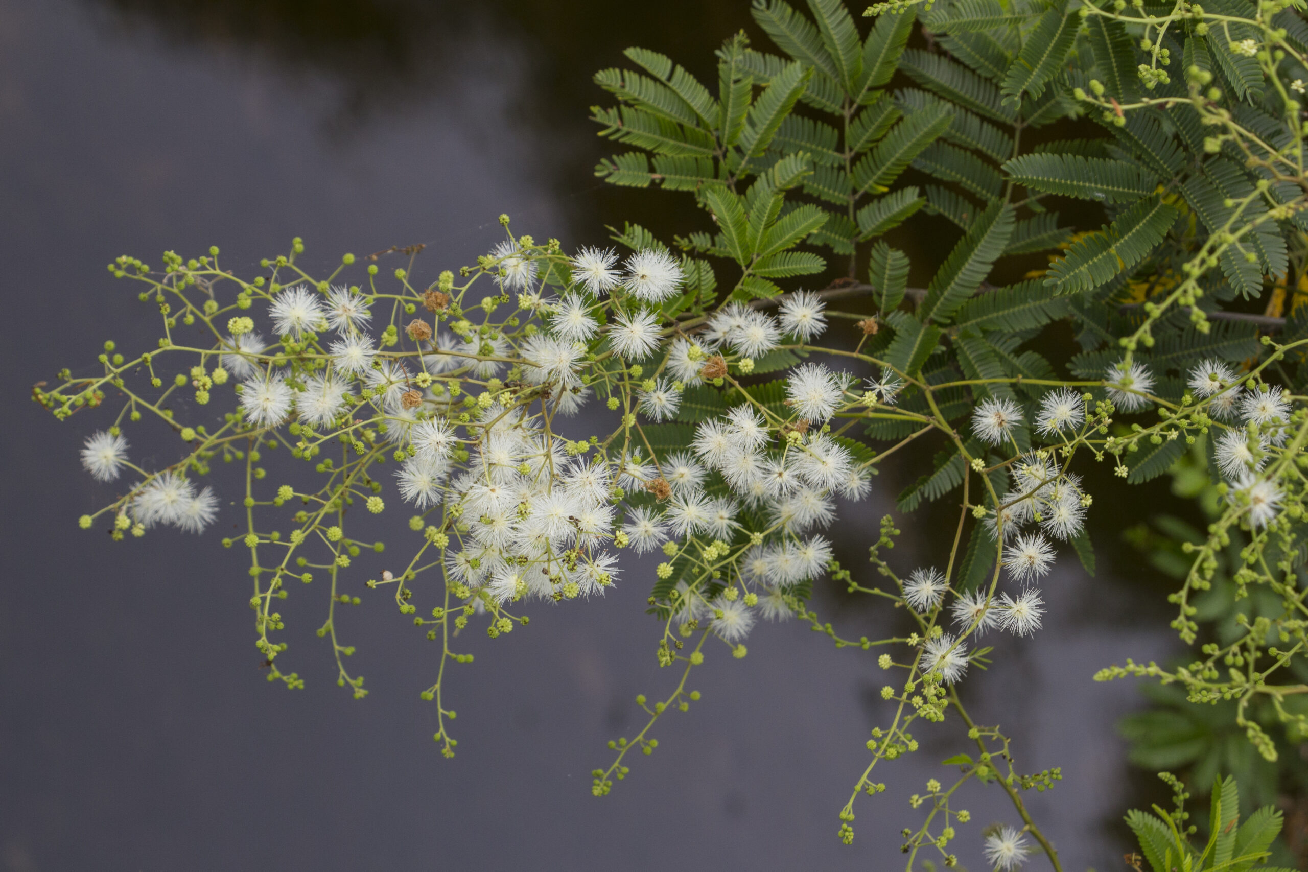 Fabaceae