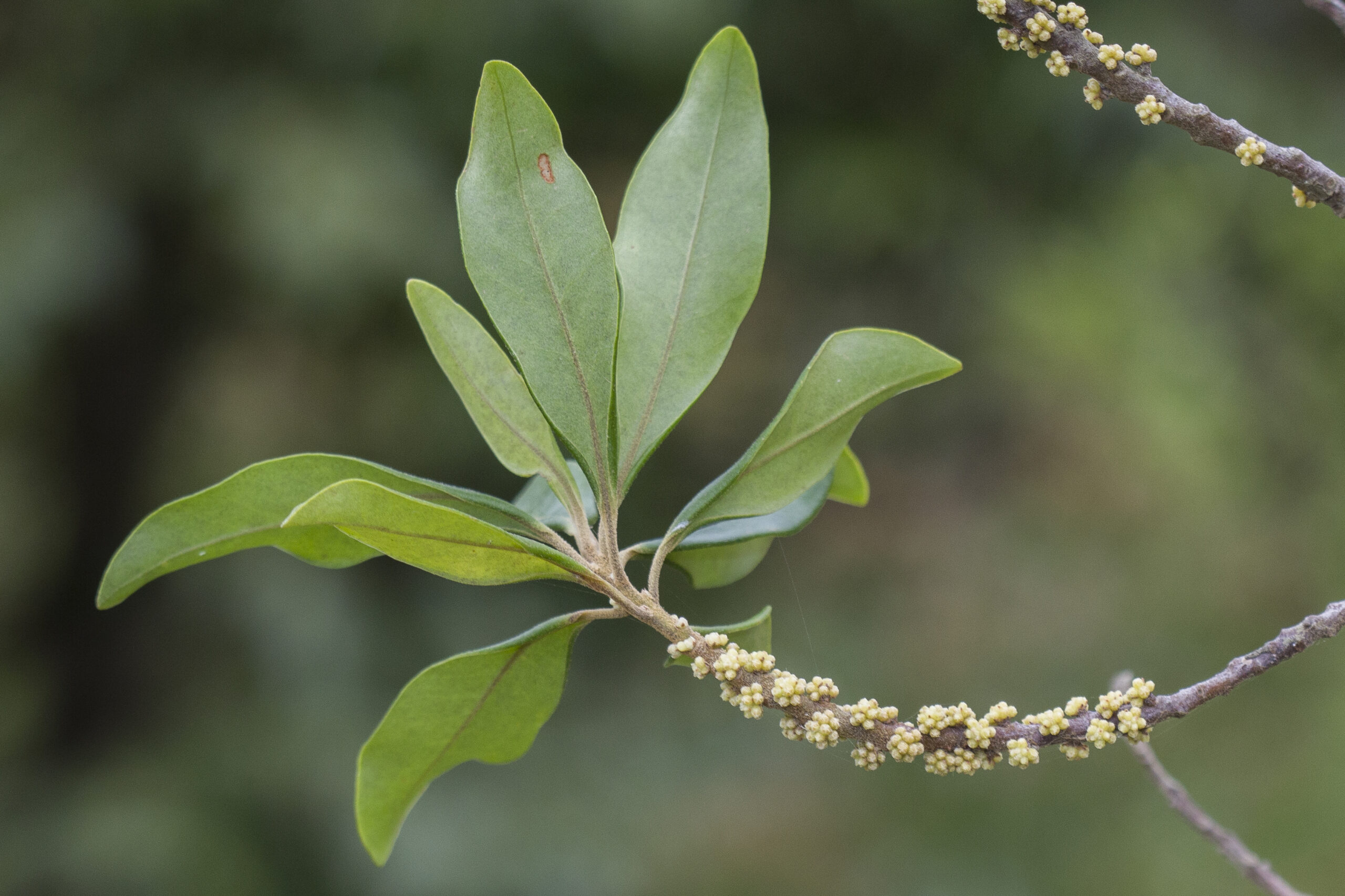 Primulaceae