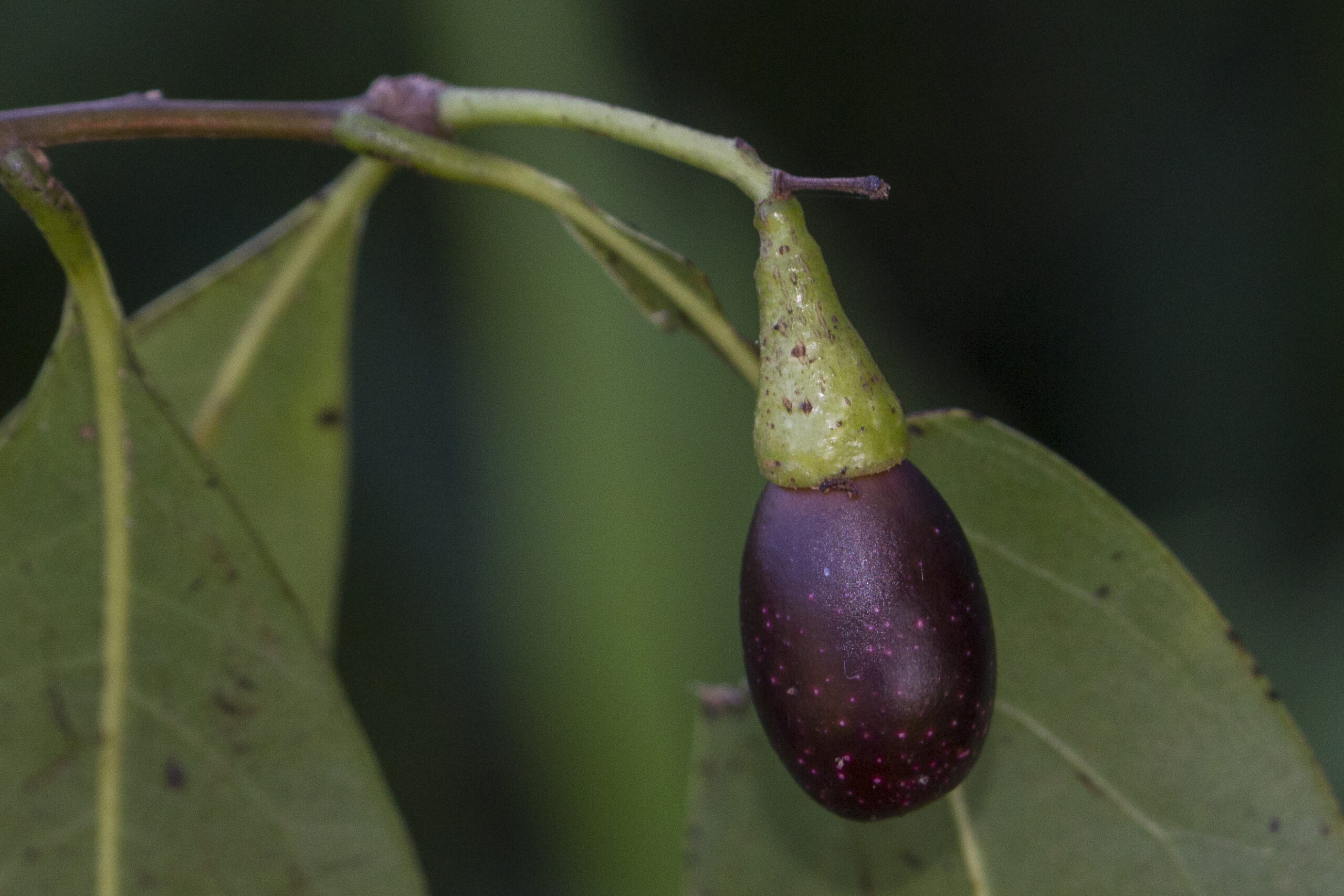 Lauraceae