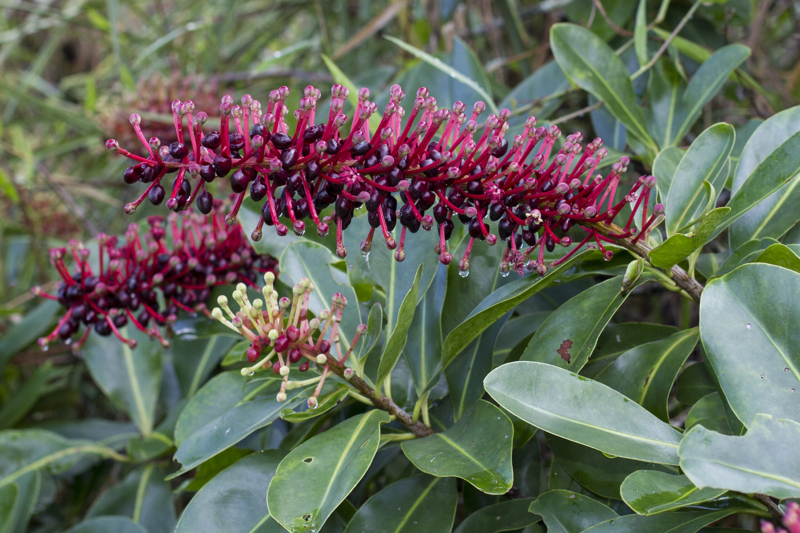 Marcgraviaceae
