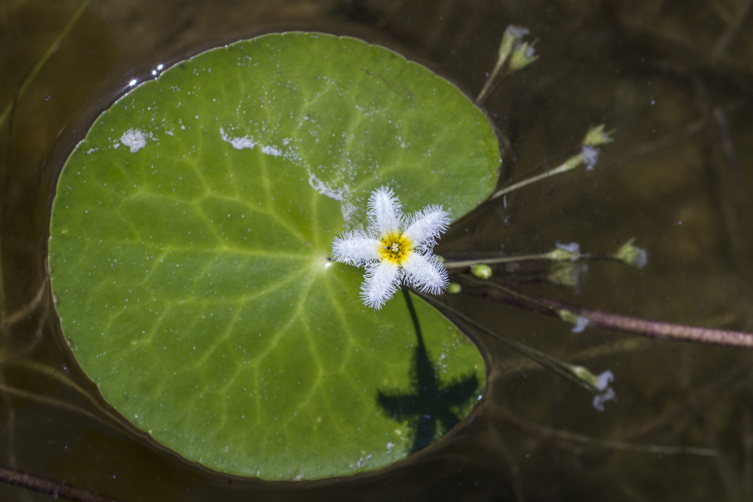 Menyanthaceae