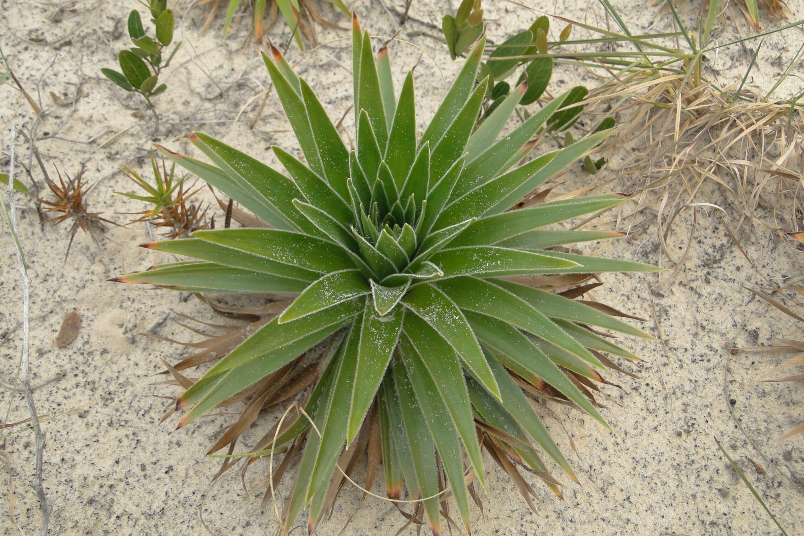 Eriocaulaceae