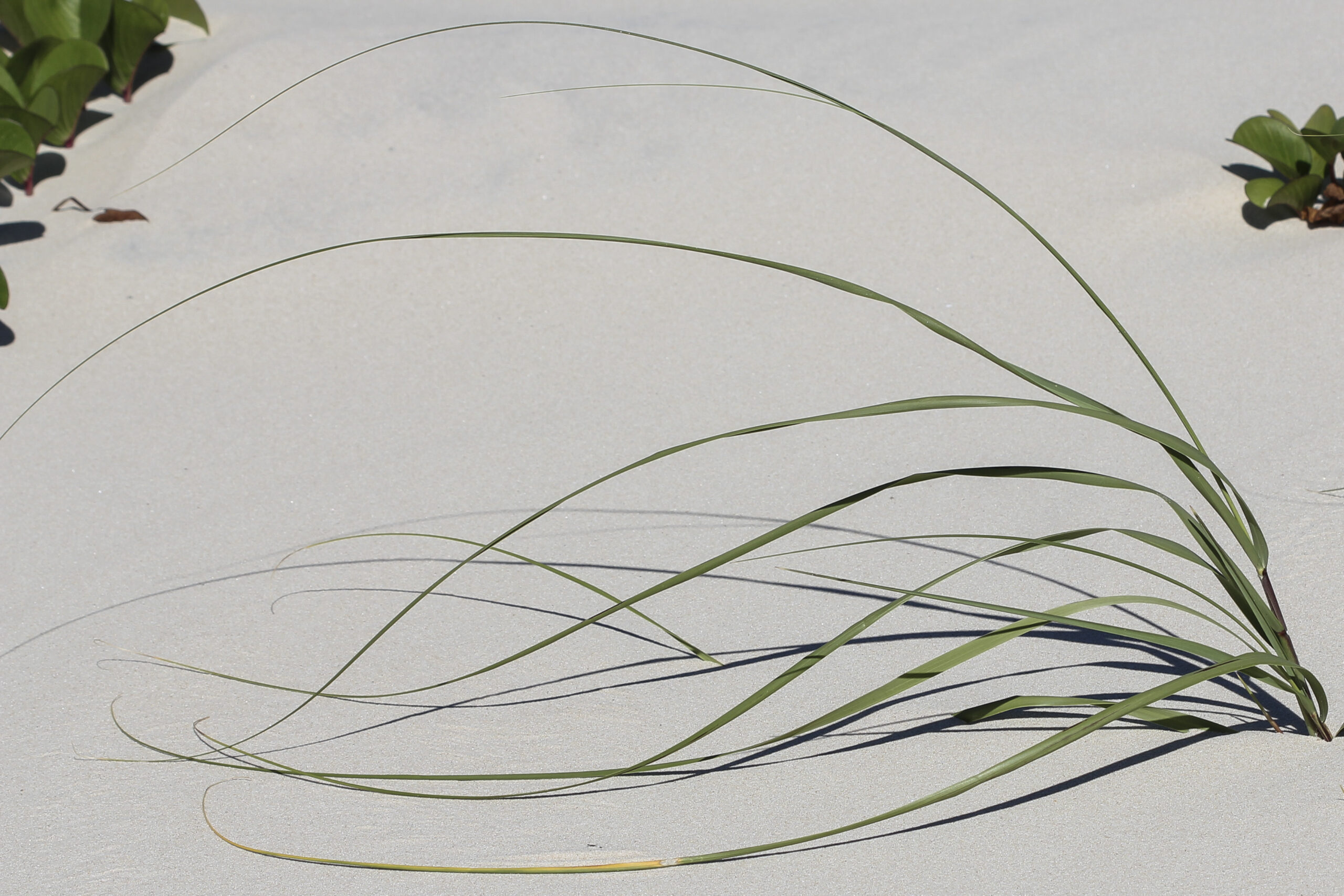 Poaceae