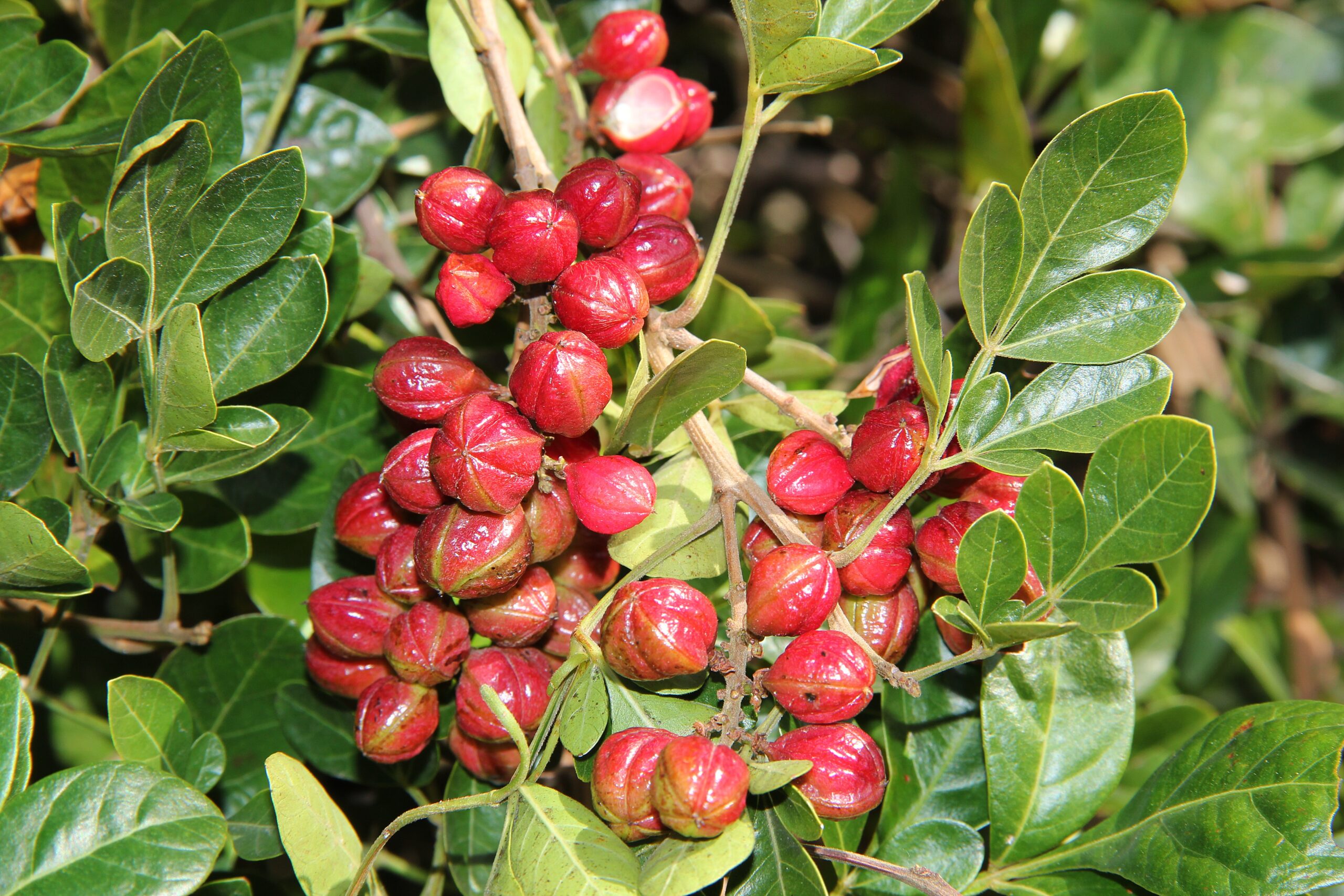 Sapindaceae
