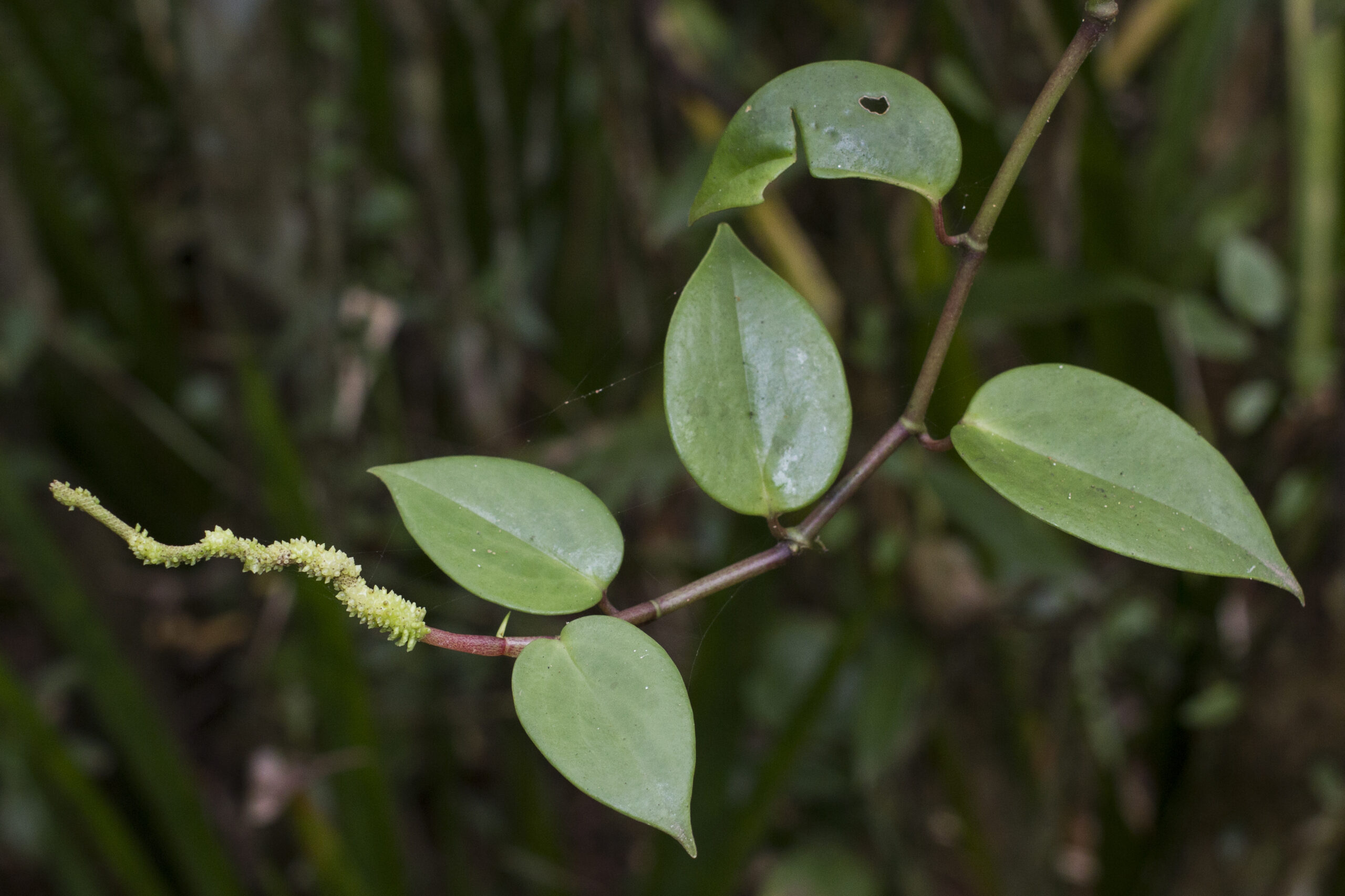 Piperaceae