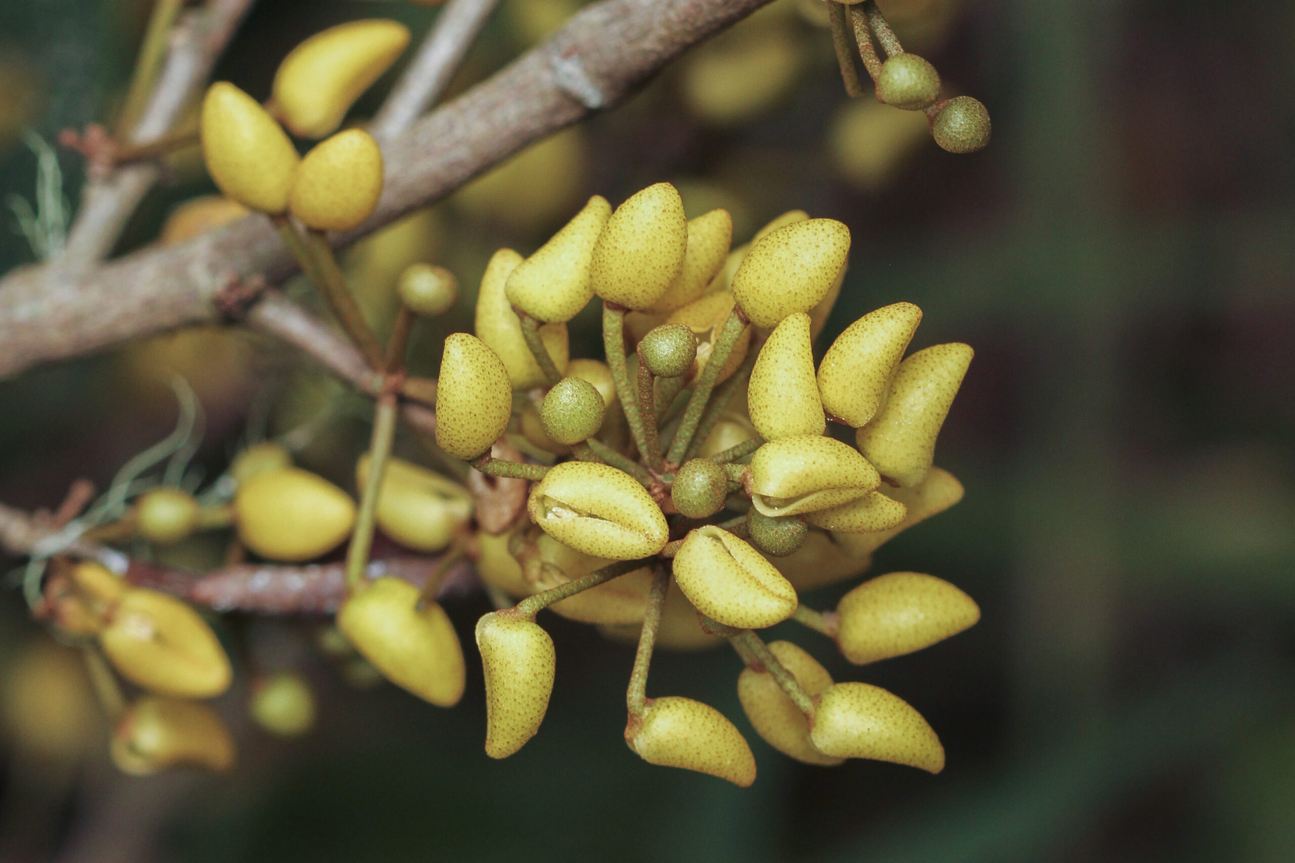 Peraceae
