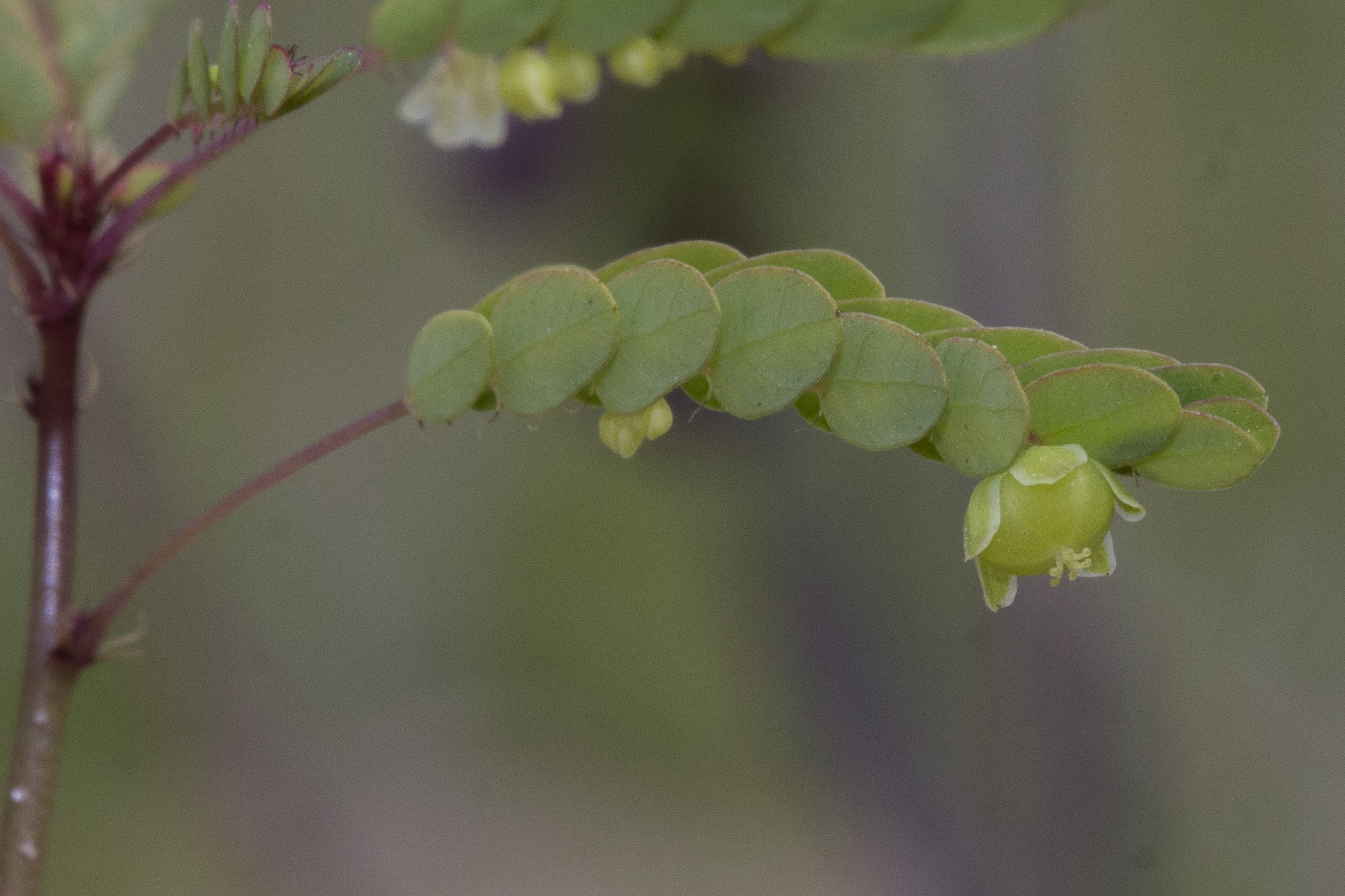 Phyllantaceae